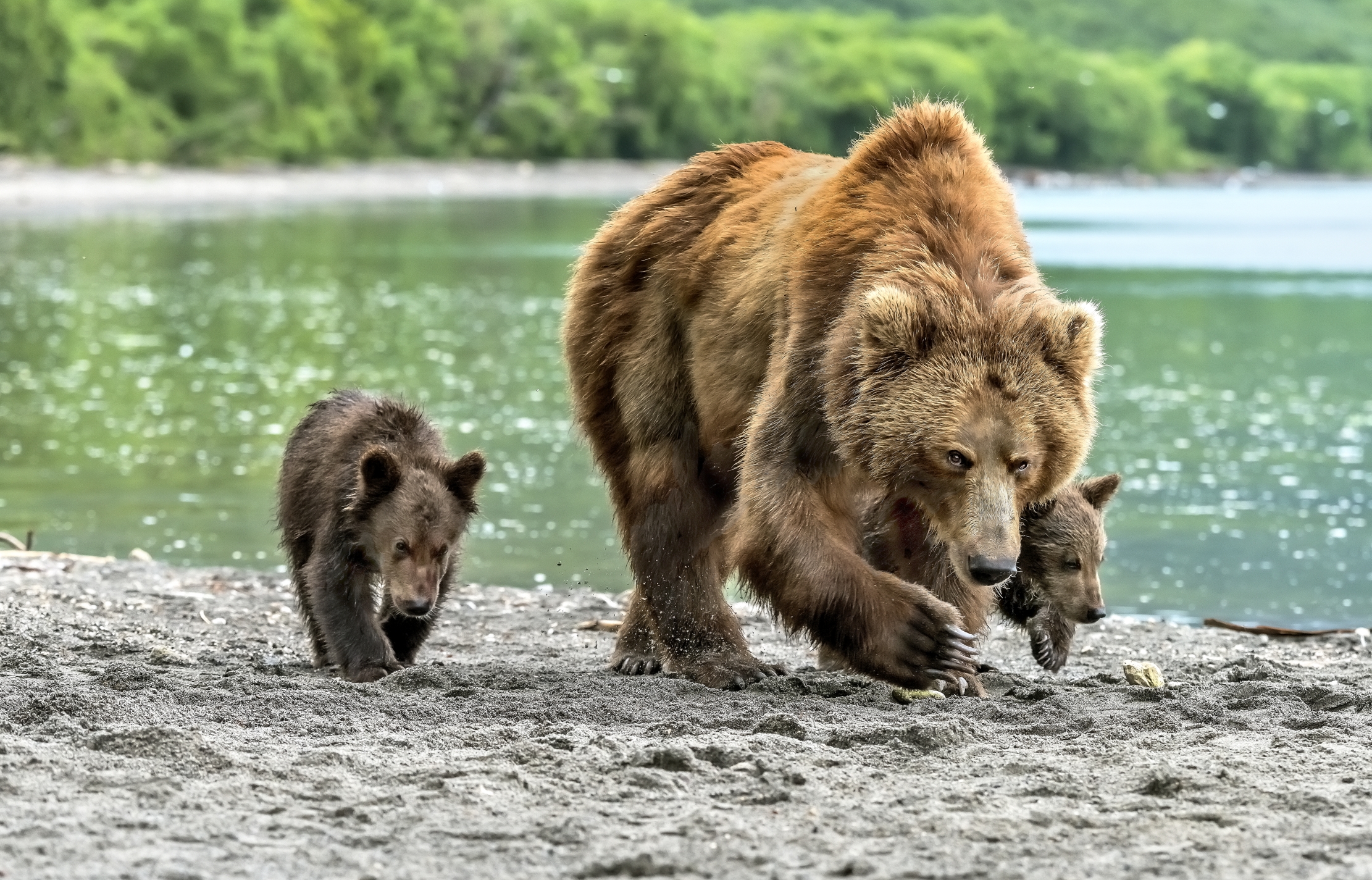 Kamchatka 2016 - Bears
