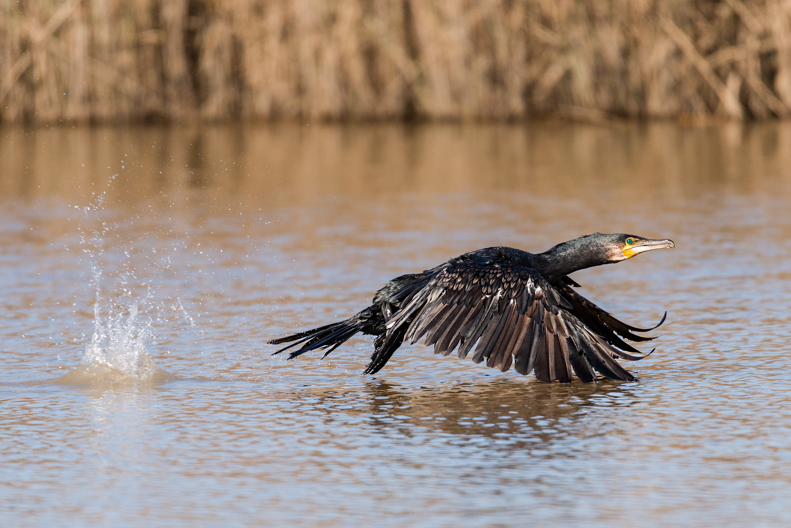 Cormorano