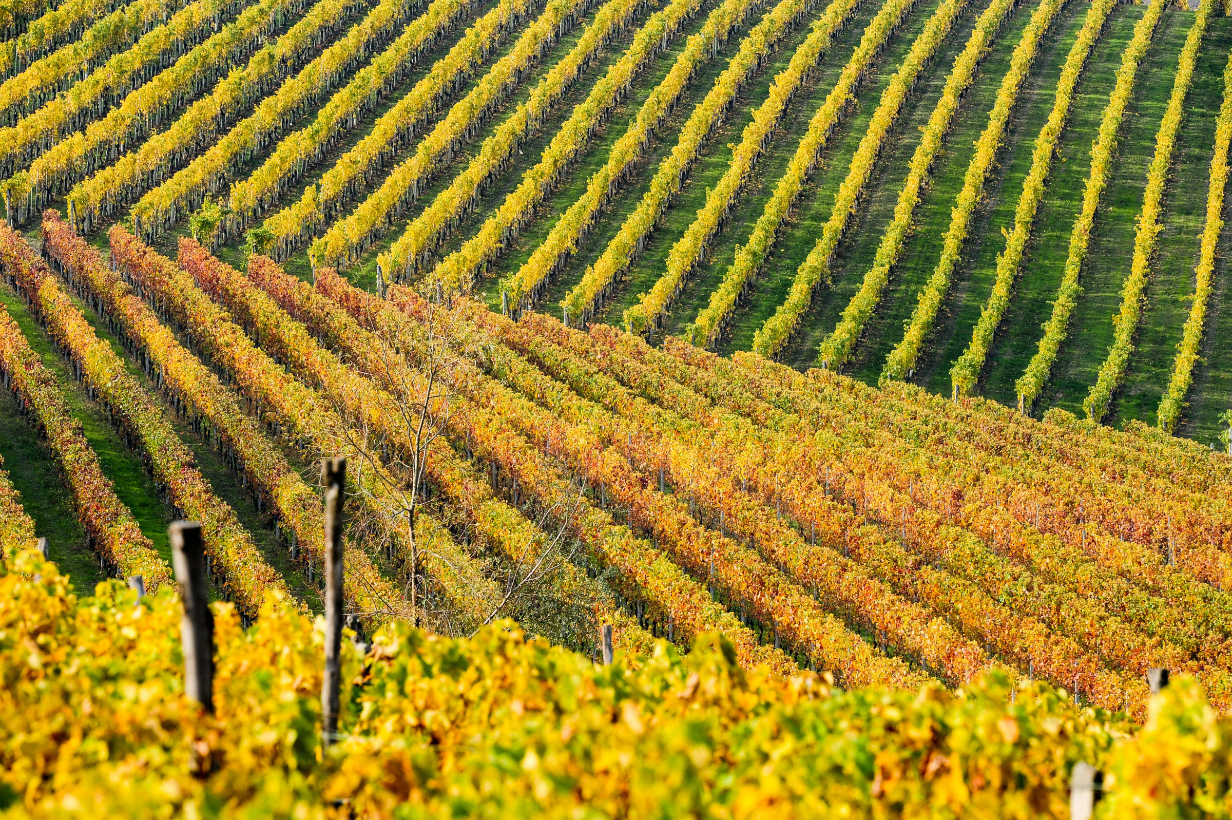 Autunno nel Monferrato