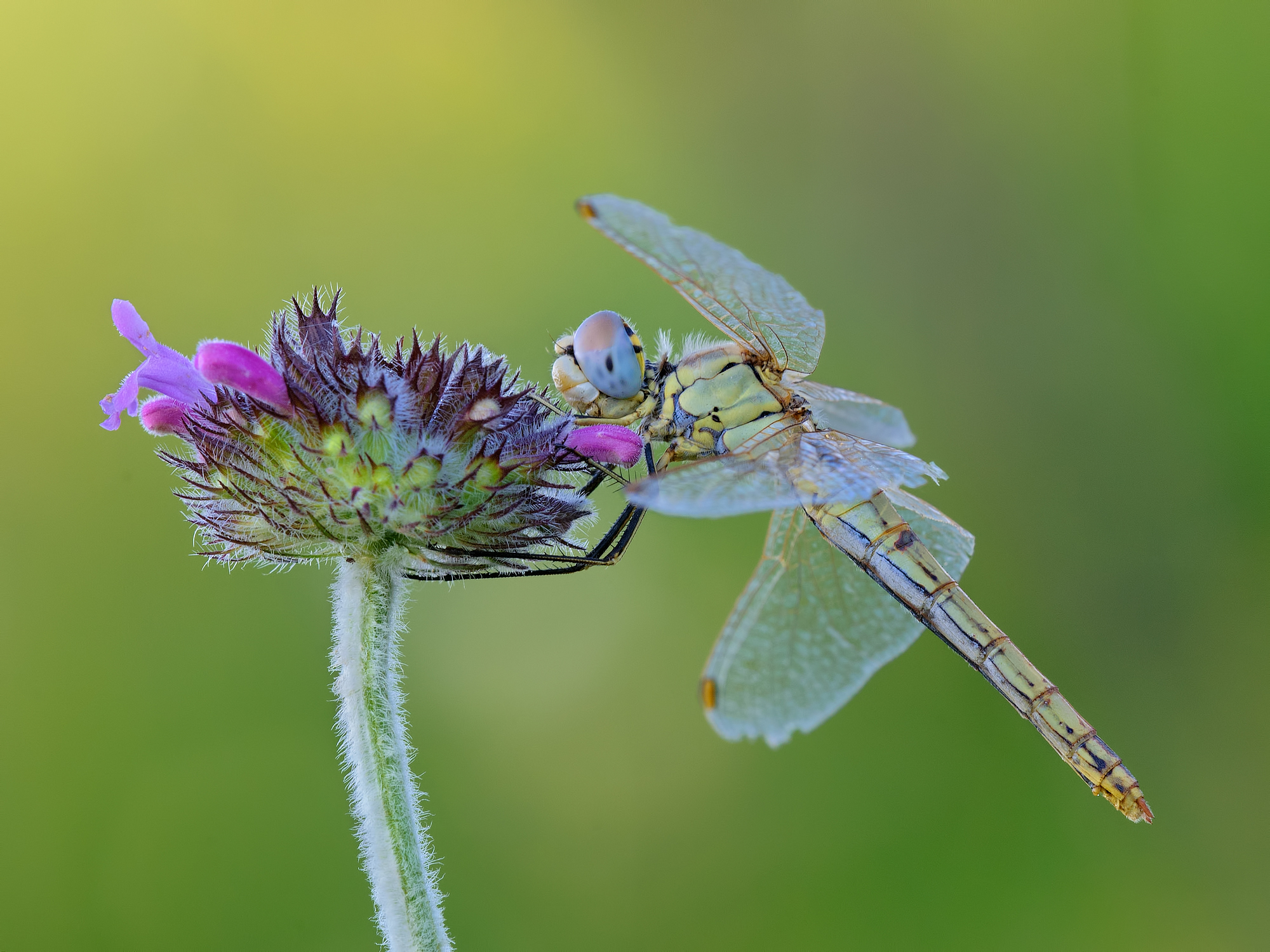 Sympetrum fonscolombii female
