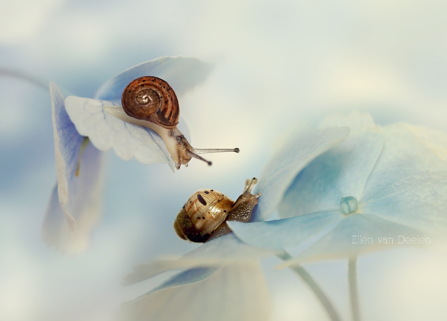 snails on hydrangea