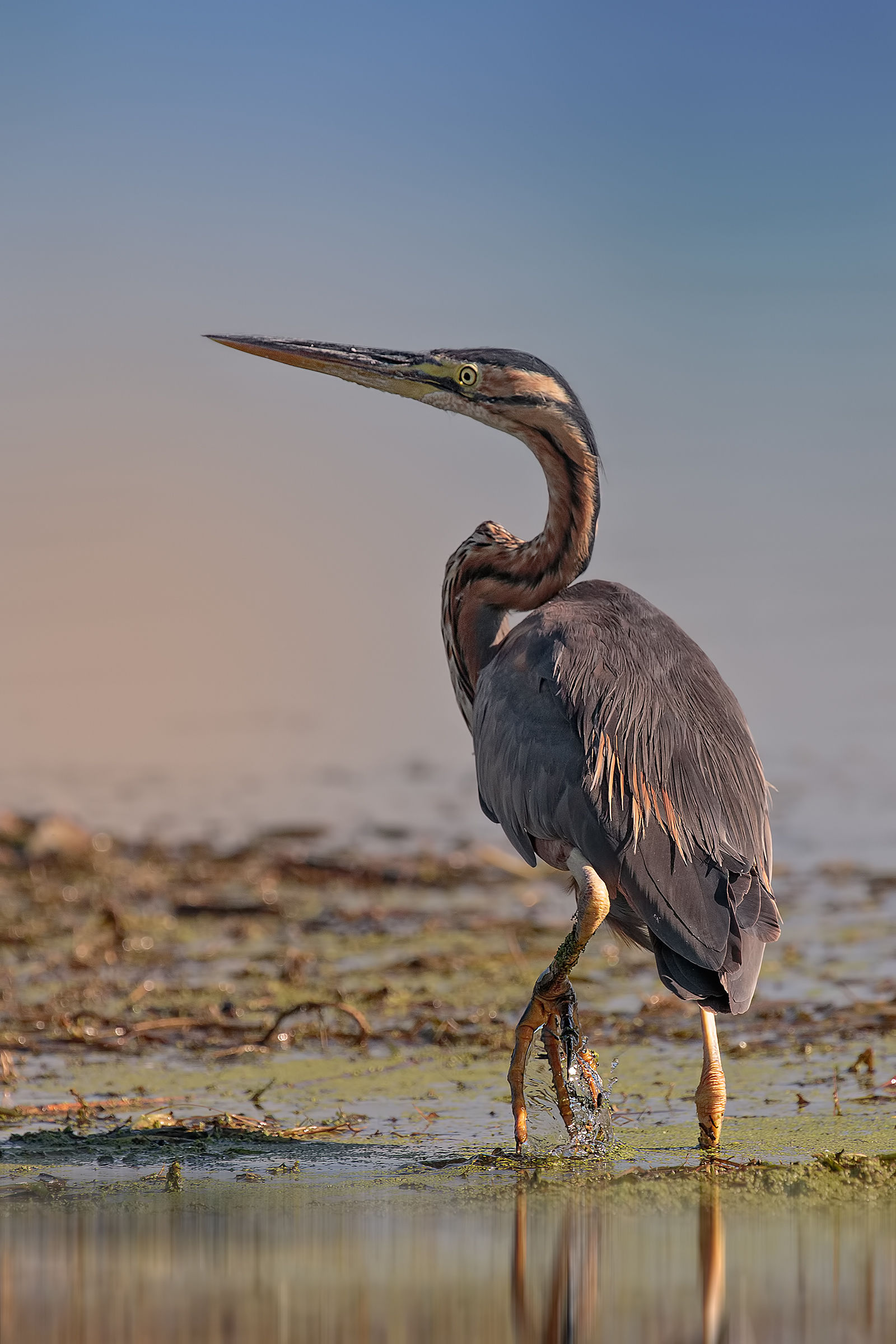 Young purple heron (Ardea purpurea)