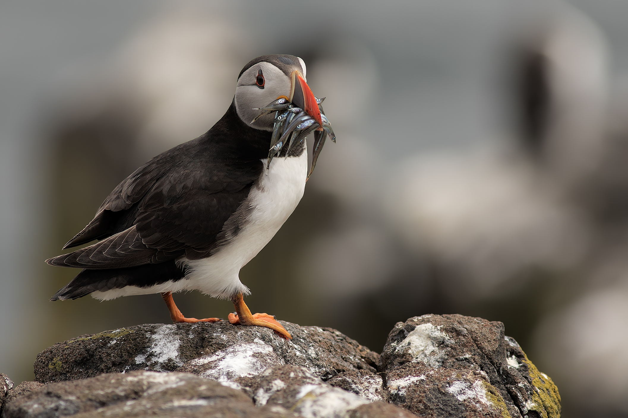 Puffins