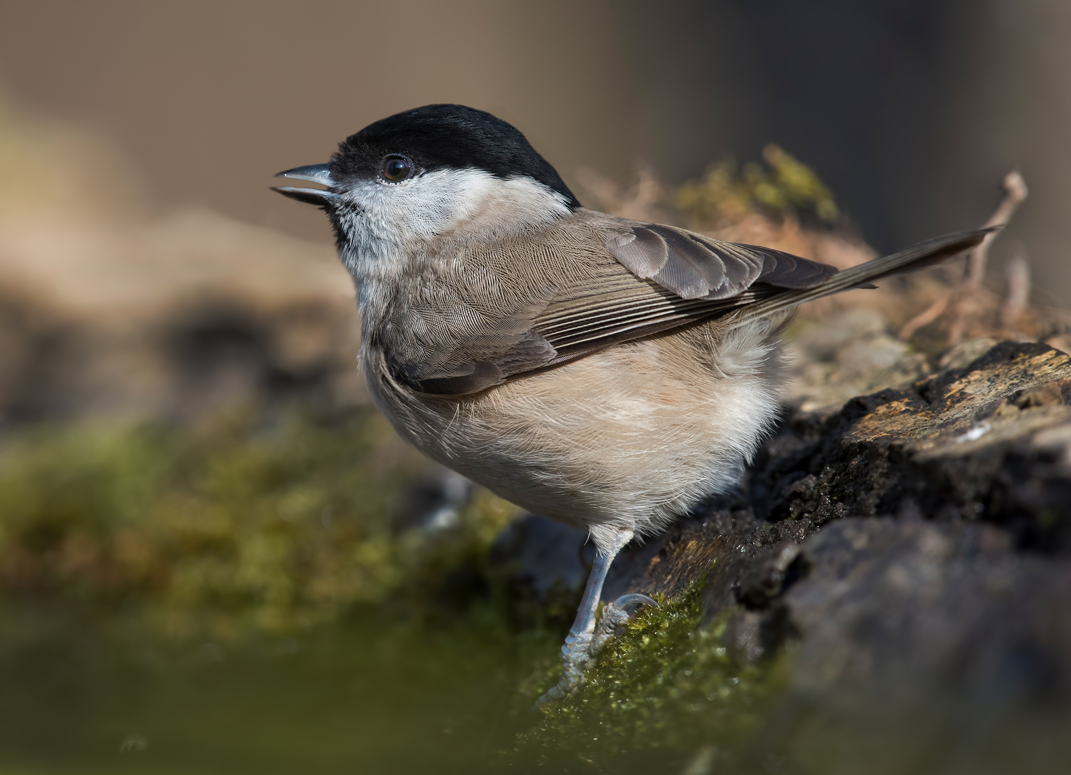 willow tit