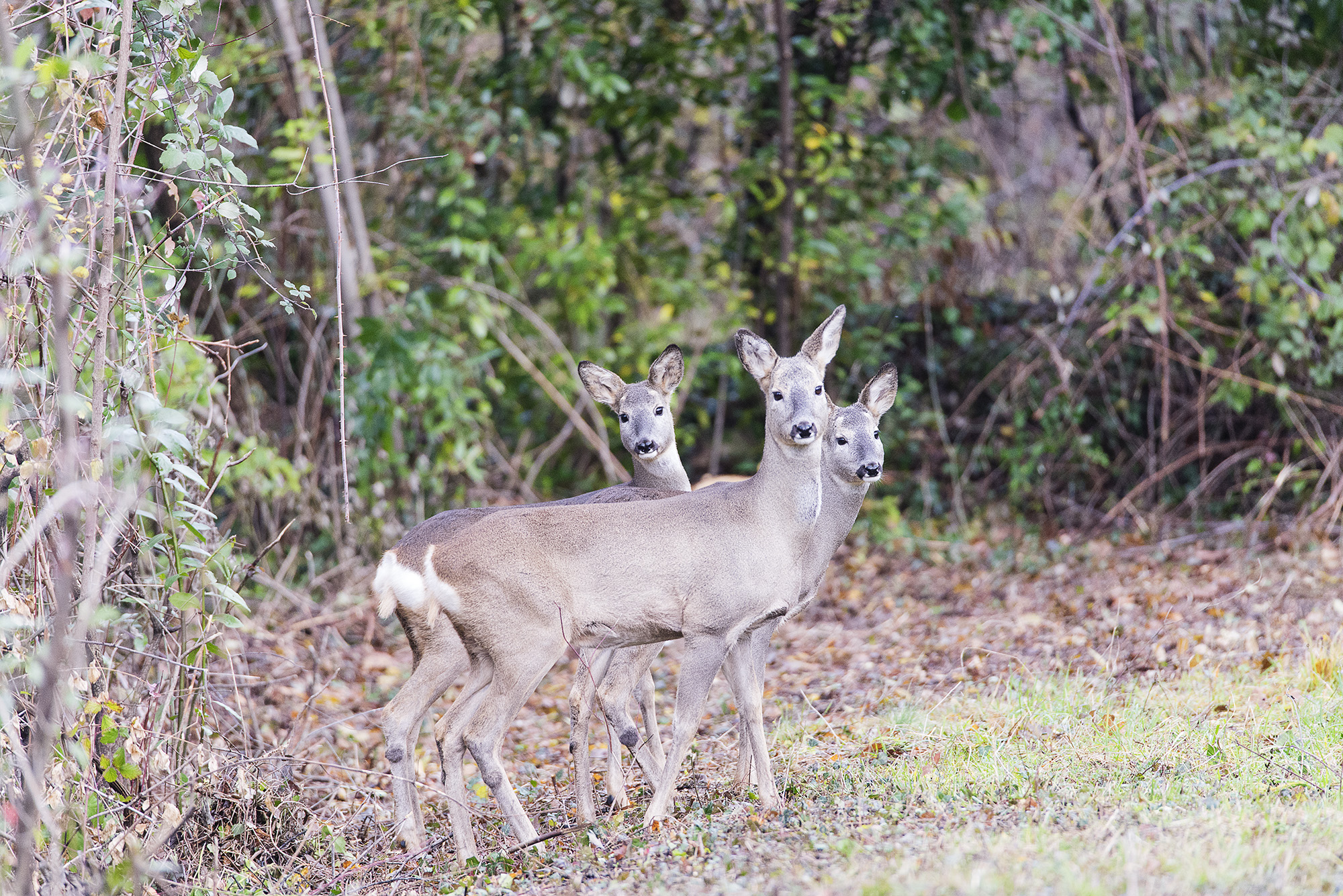 2 young females