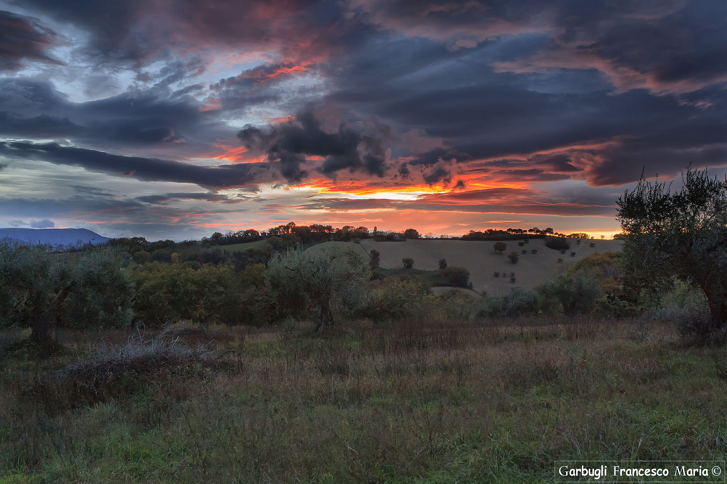 Tramonto tra gli olivi di Cartoceto (pu)