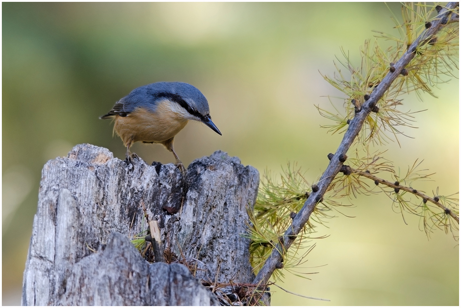 nuthatch