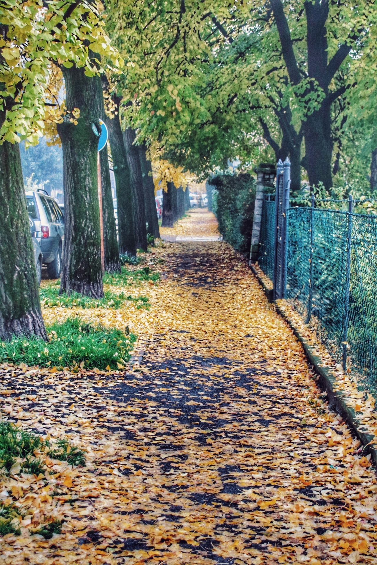 ..il tappeto autunnale..