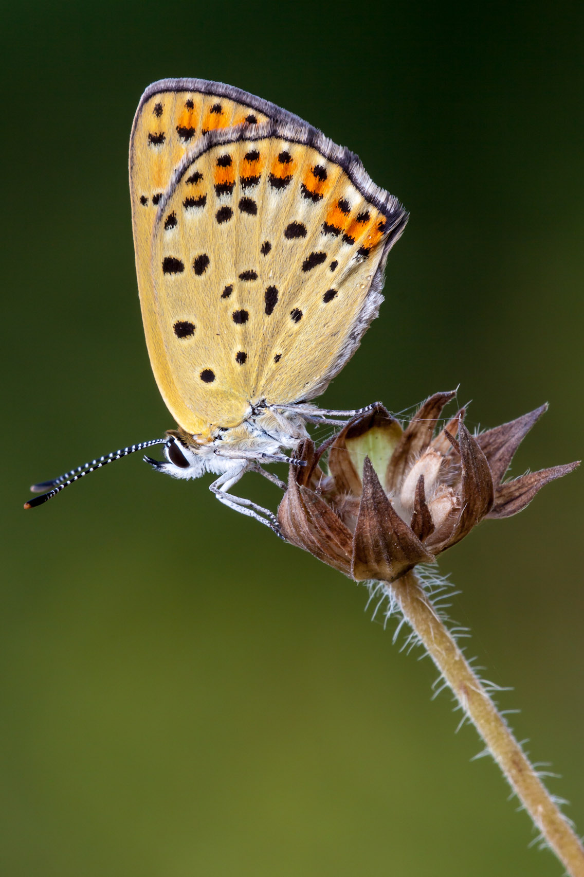 Lycaena tityrus