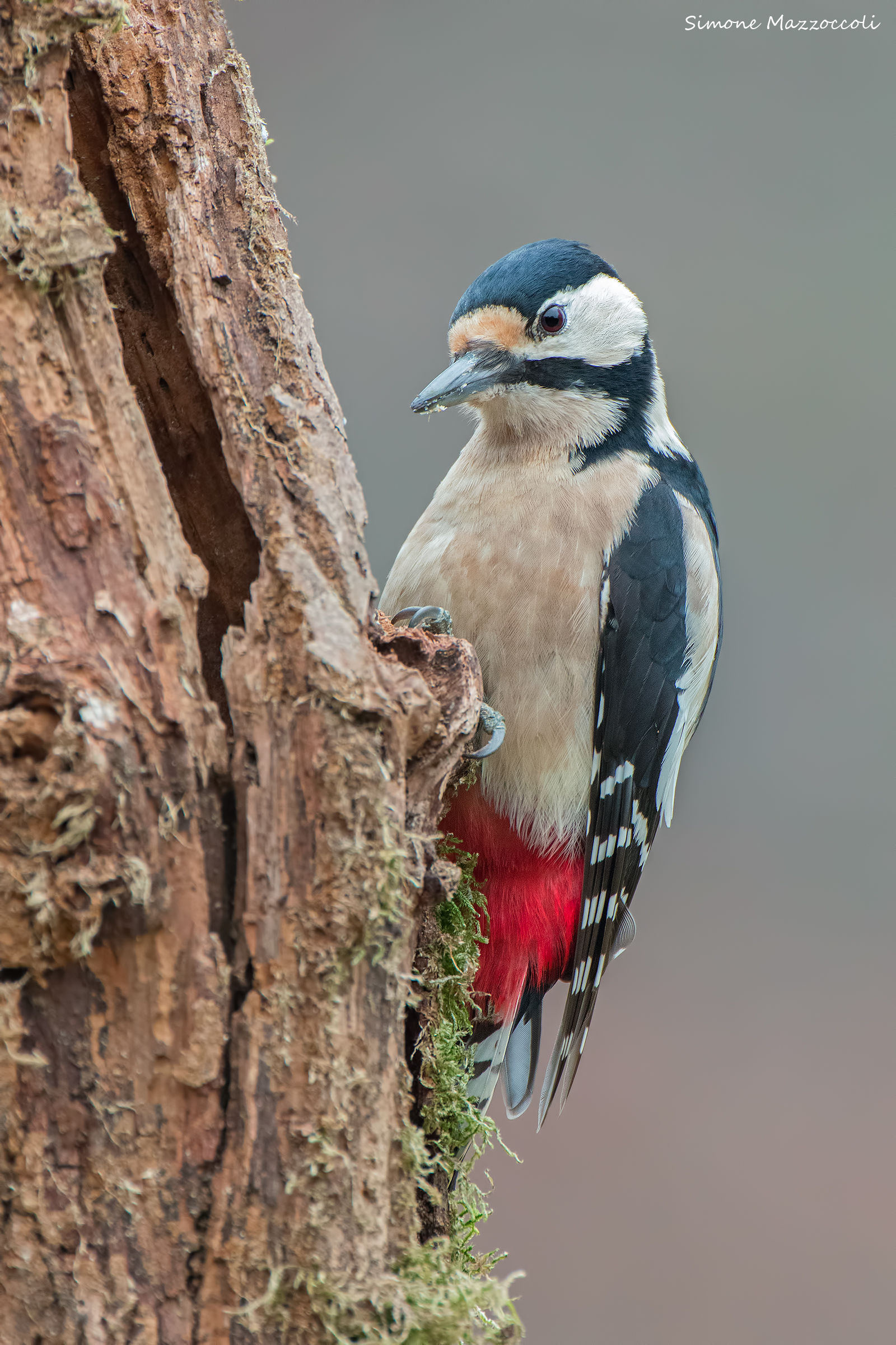 Great Spotted Woodpecker