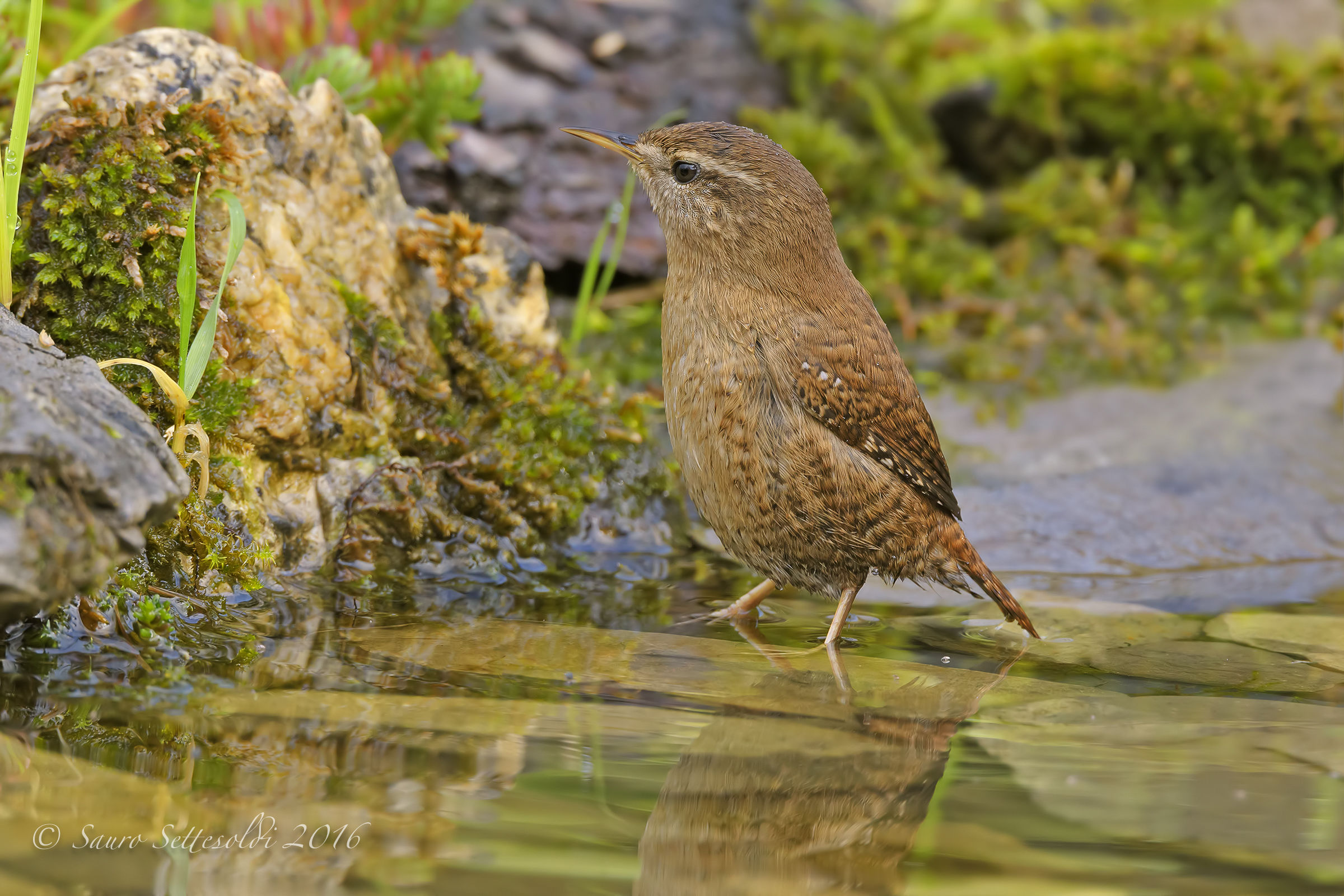 Wren in the water !!!