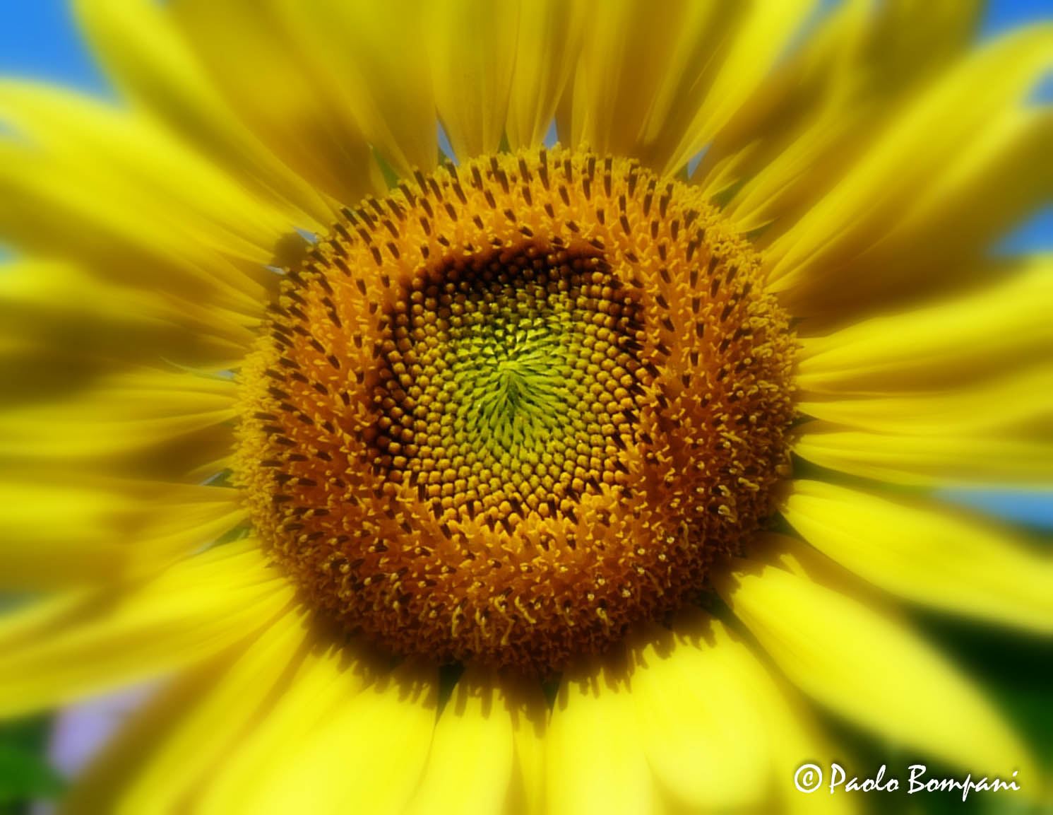 Il centro di attrazione