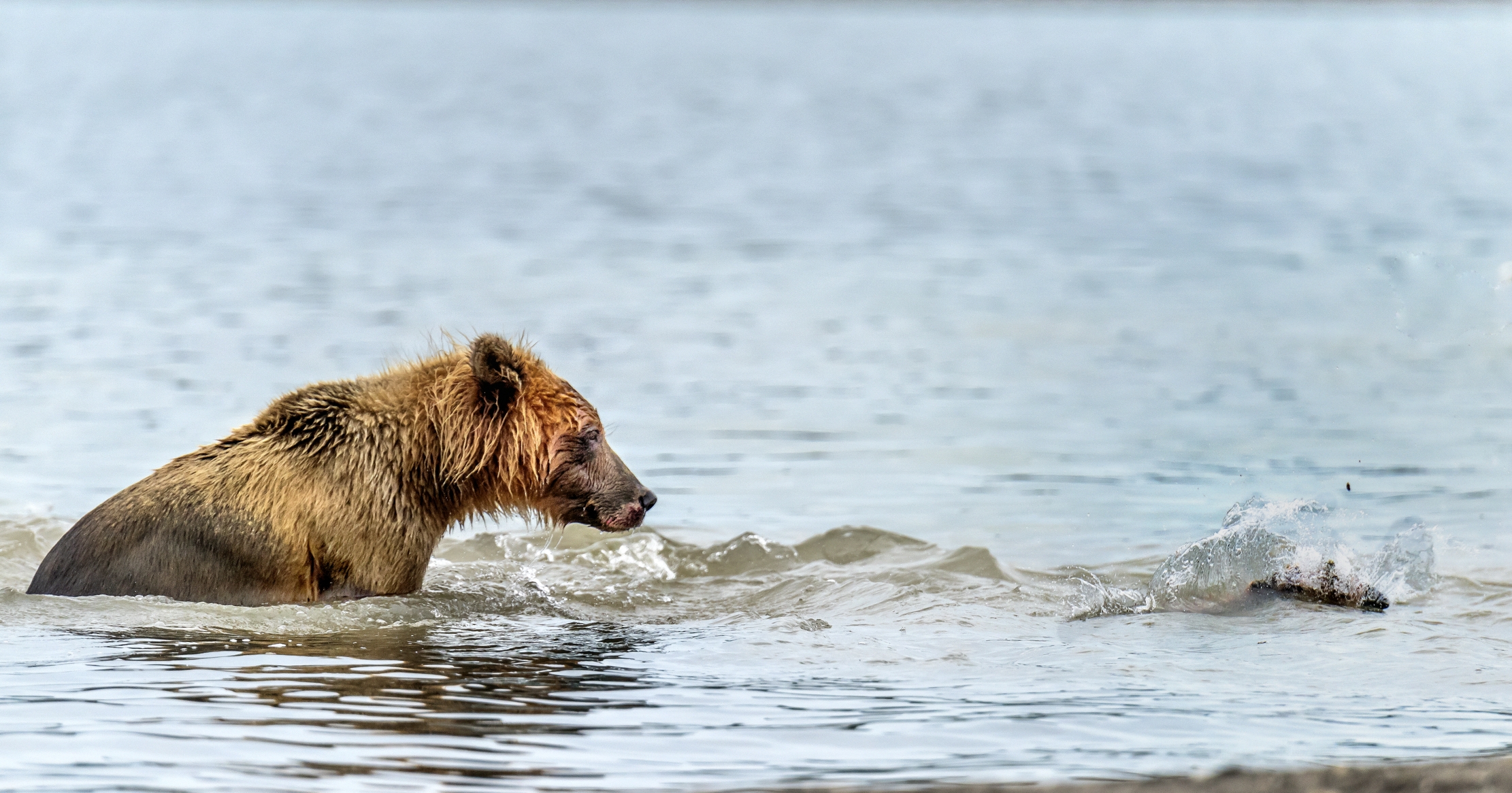 Kamchatka 2016 - Ti vedo!!