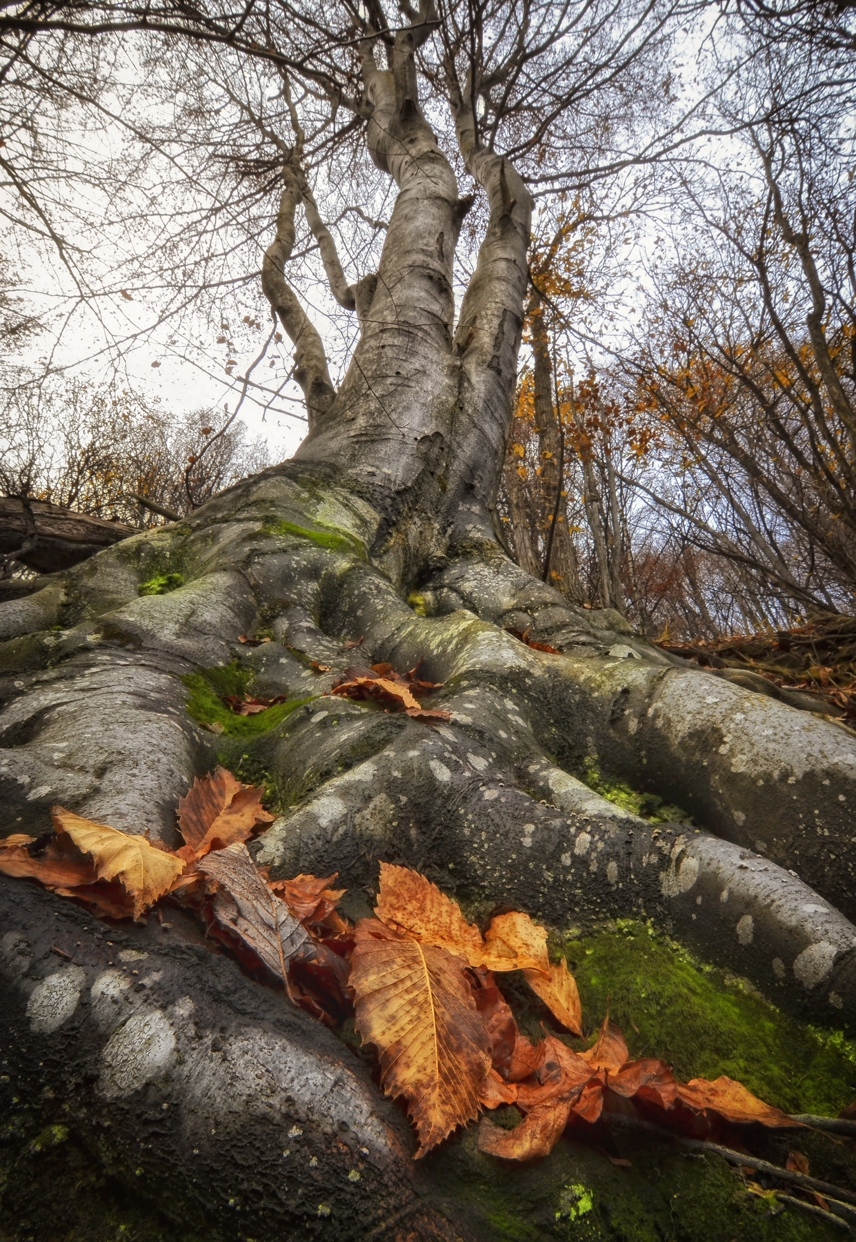 At the feet of his father