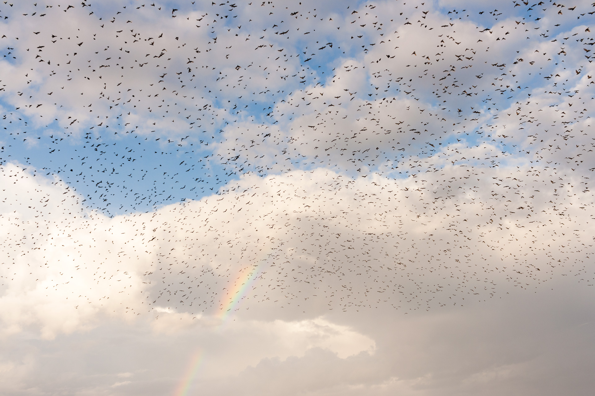 Uccelli verso la luce