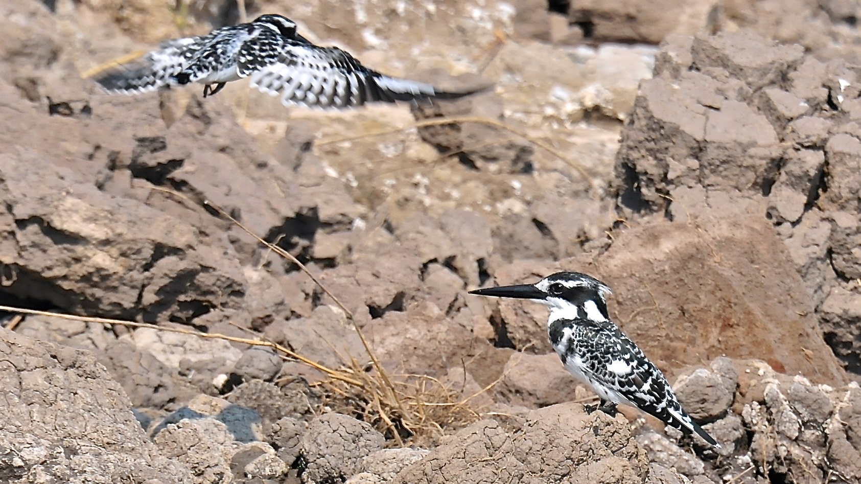 martin pescatore bianco e nero ; chobe  botswana