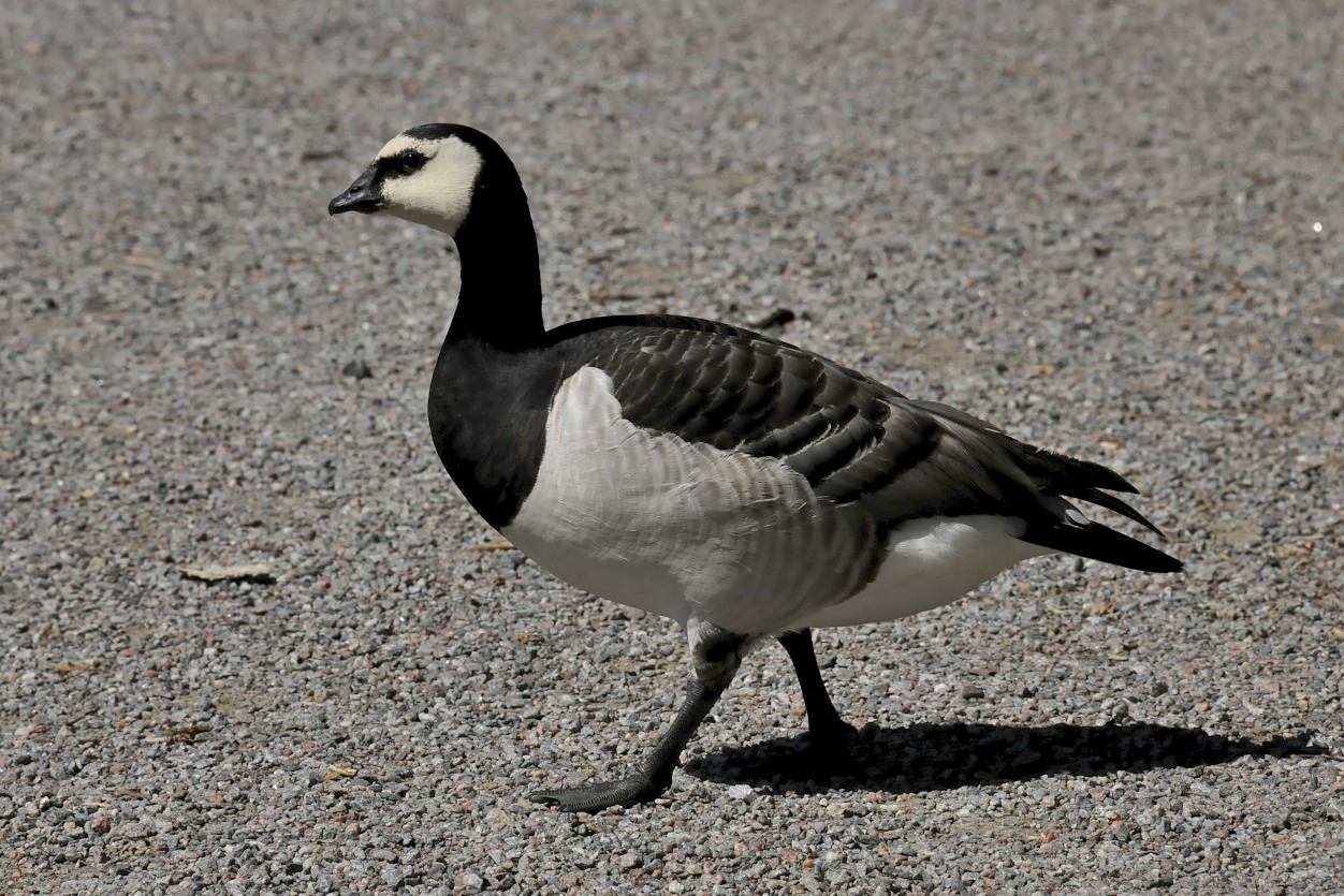oca facciabianca  stoccolma