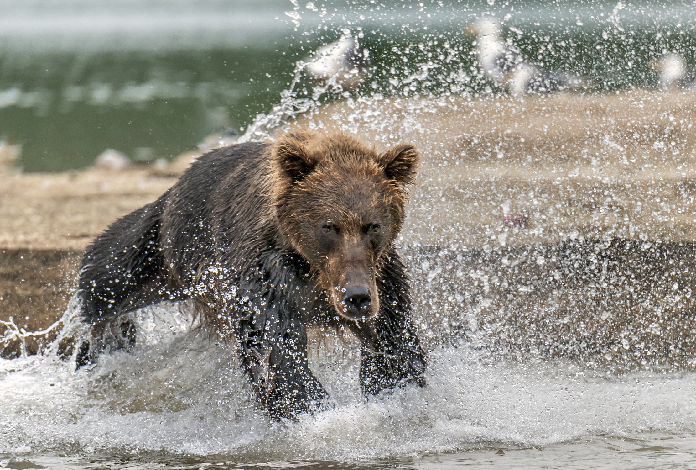 Kamchatka 2016 - I'll get you !!