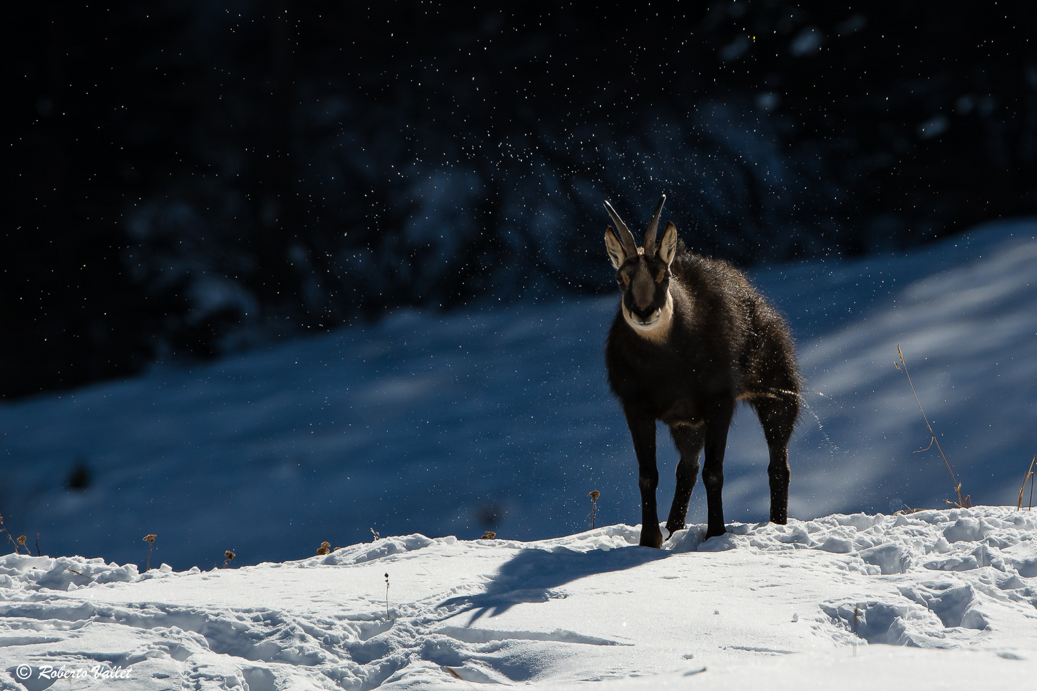 E diamocela questa scrollatina, và!