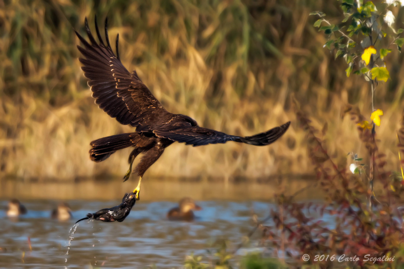 The Meal of the hawk