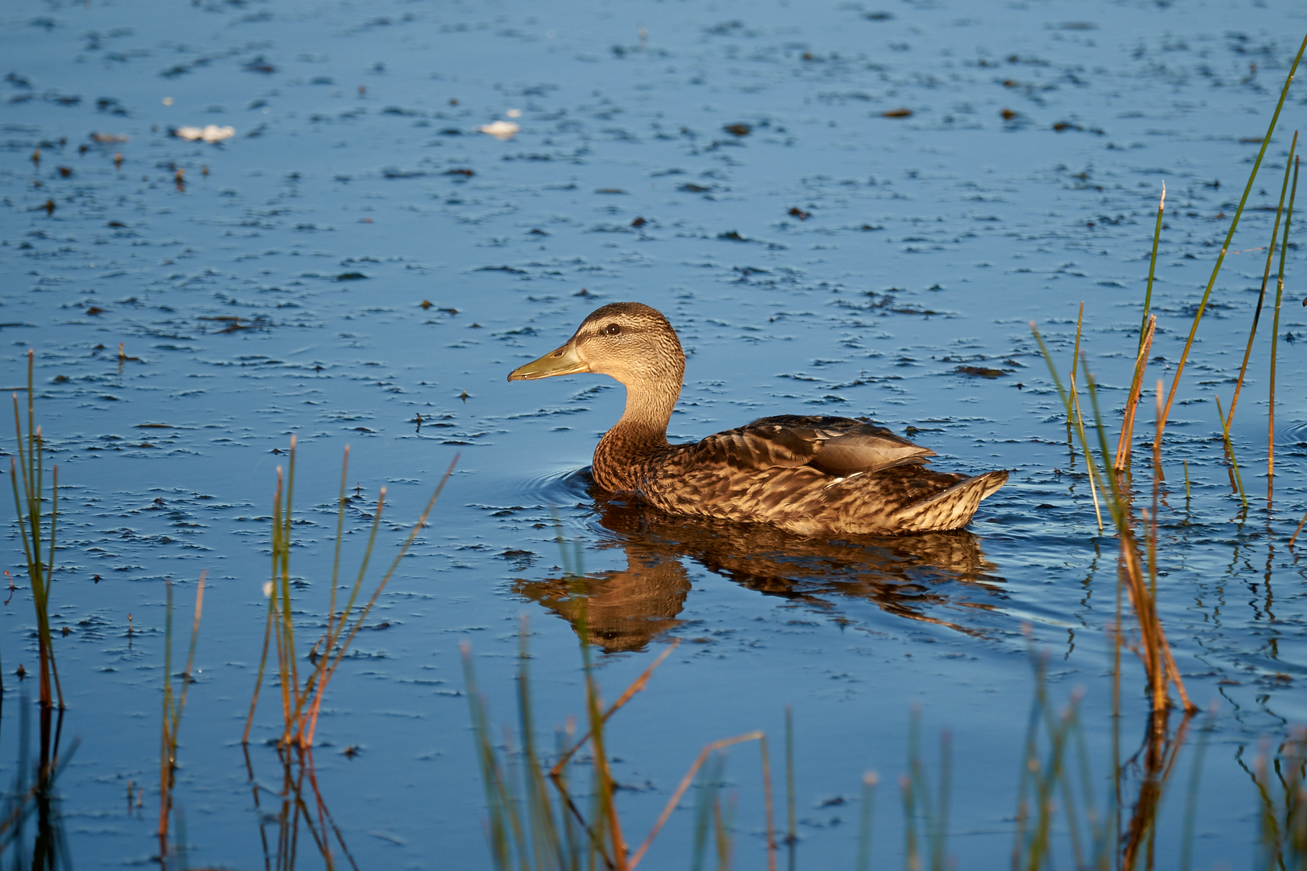 When the light makes the difference