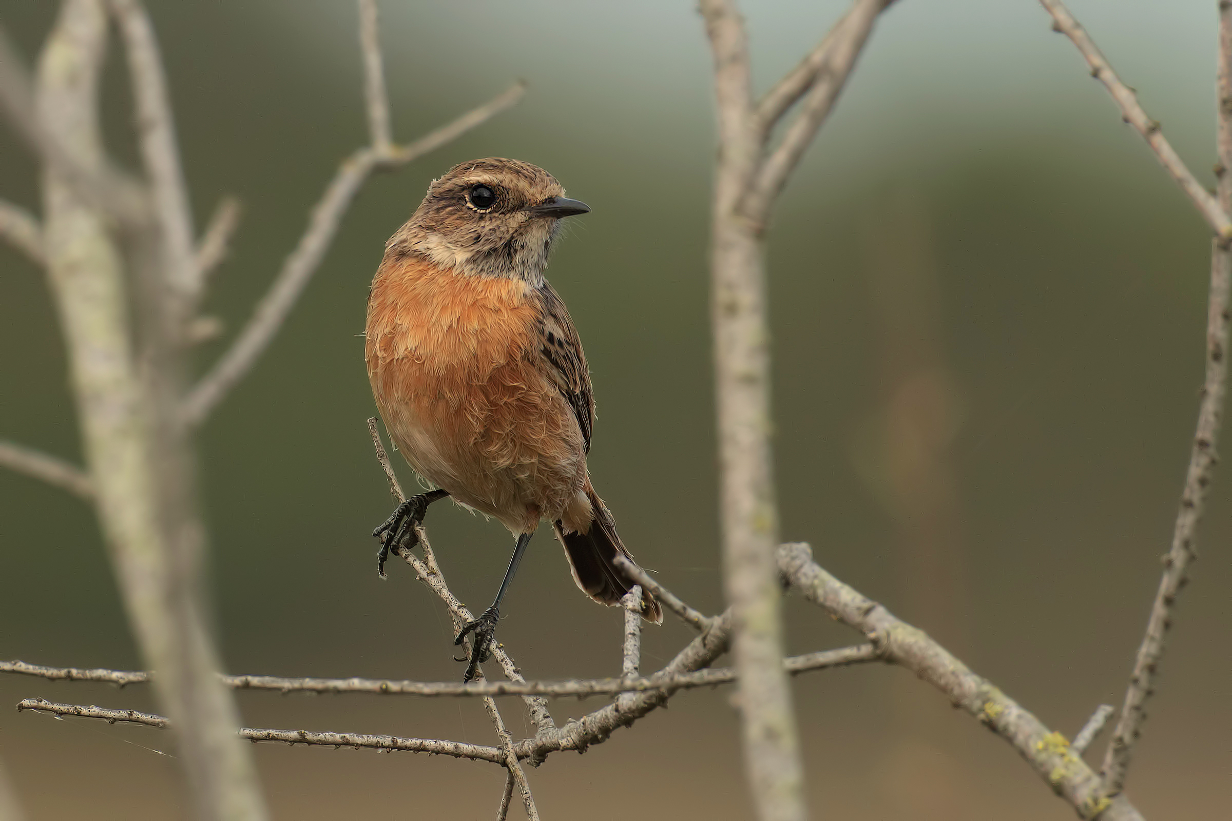 saltimpalo wet .... 2