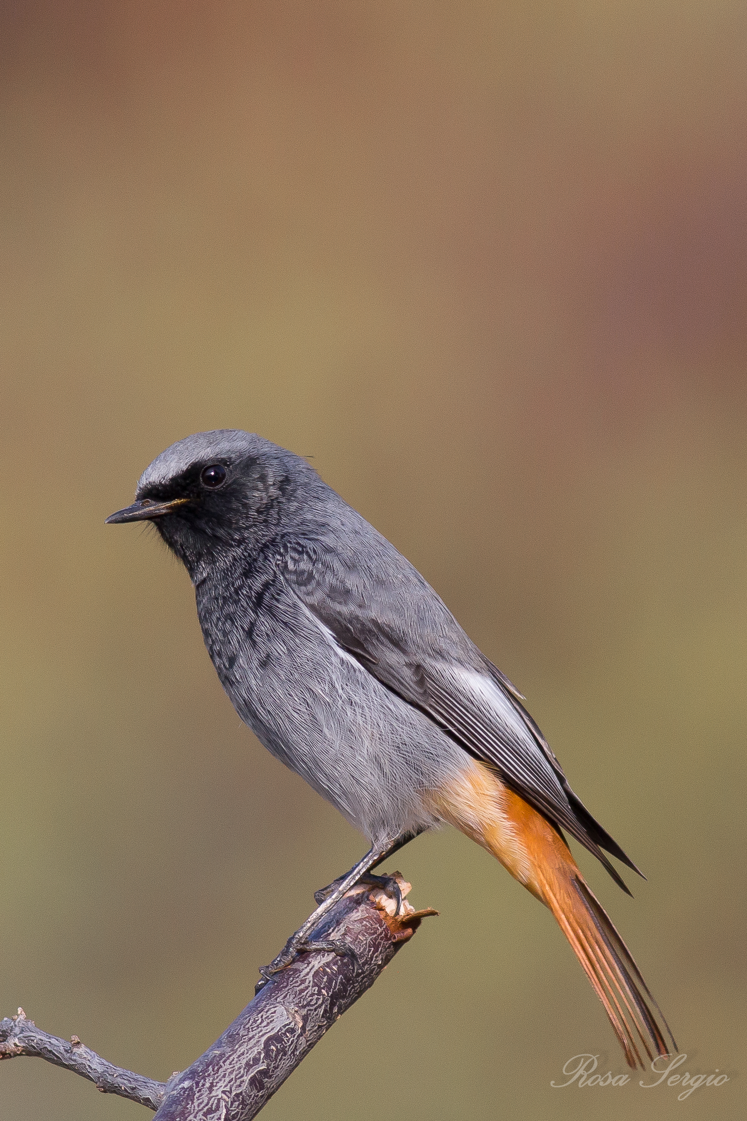black redstart