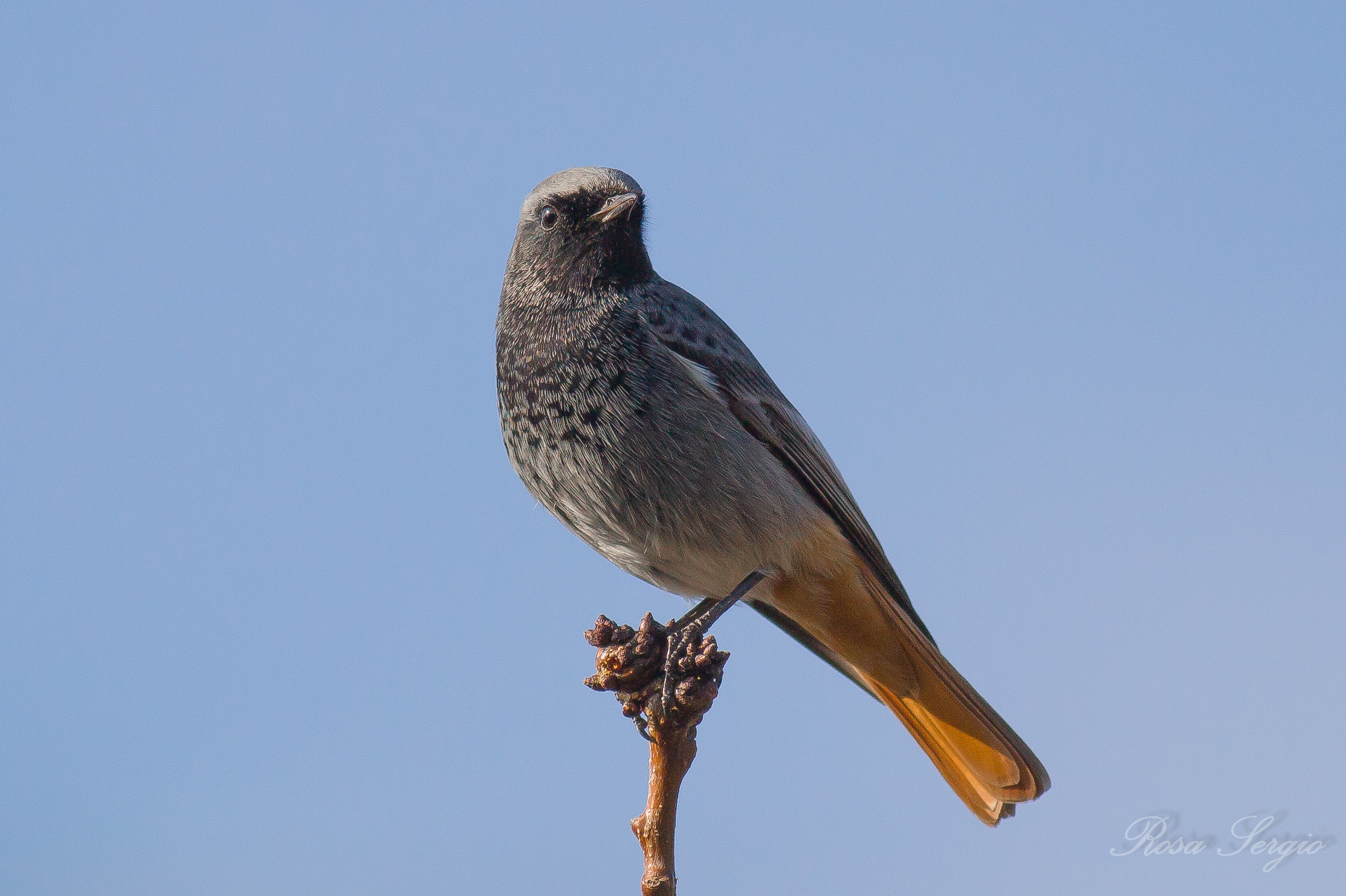 black redstart