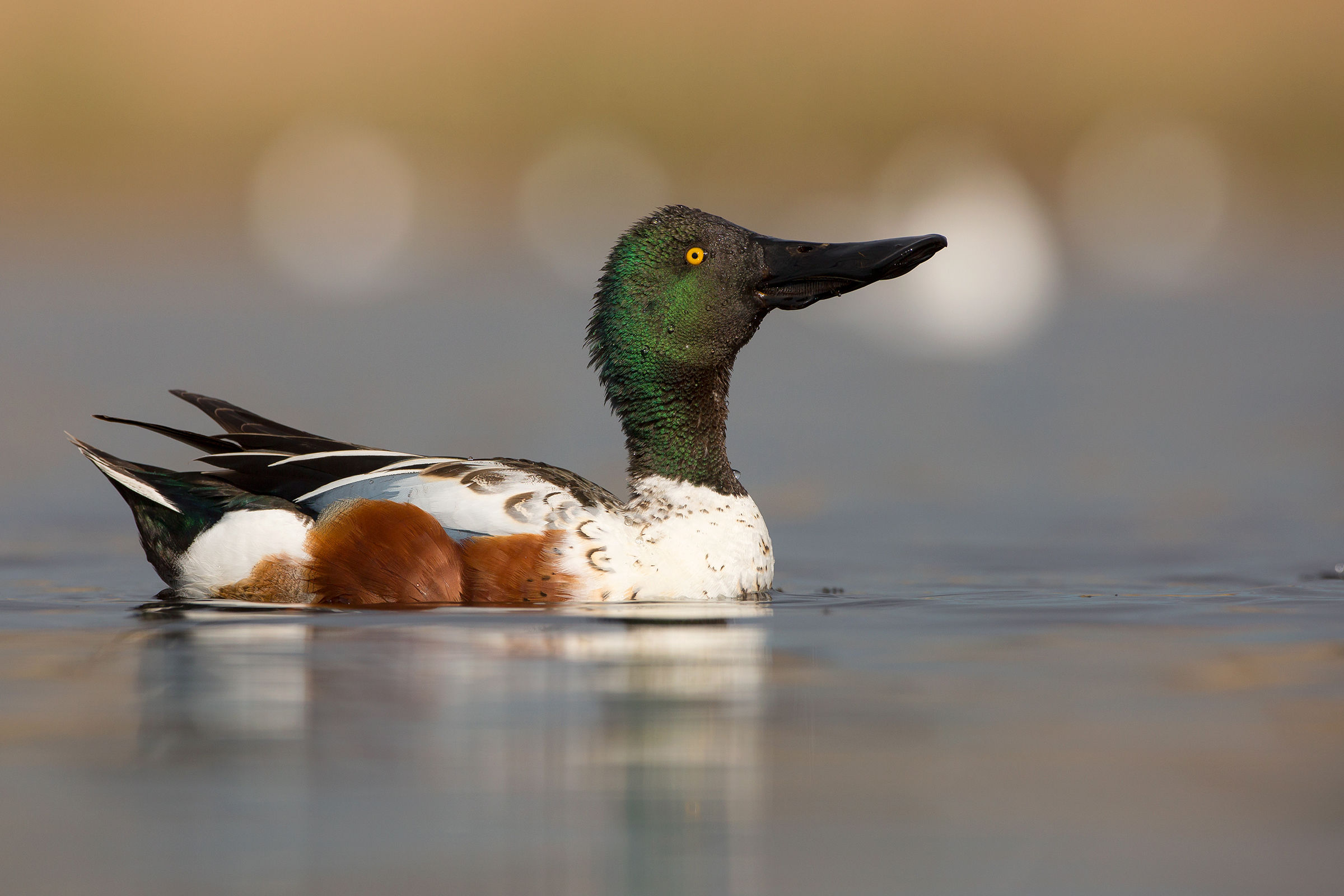 Northern Shoveler