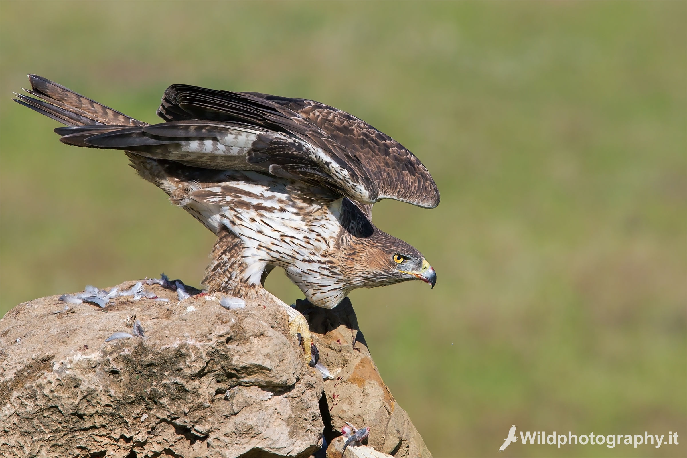 Aquila del Bonelli