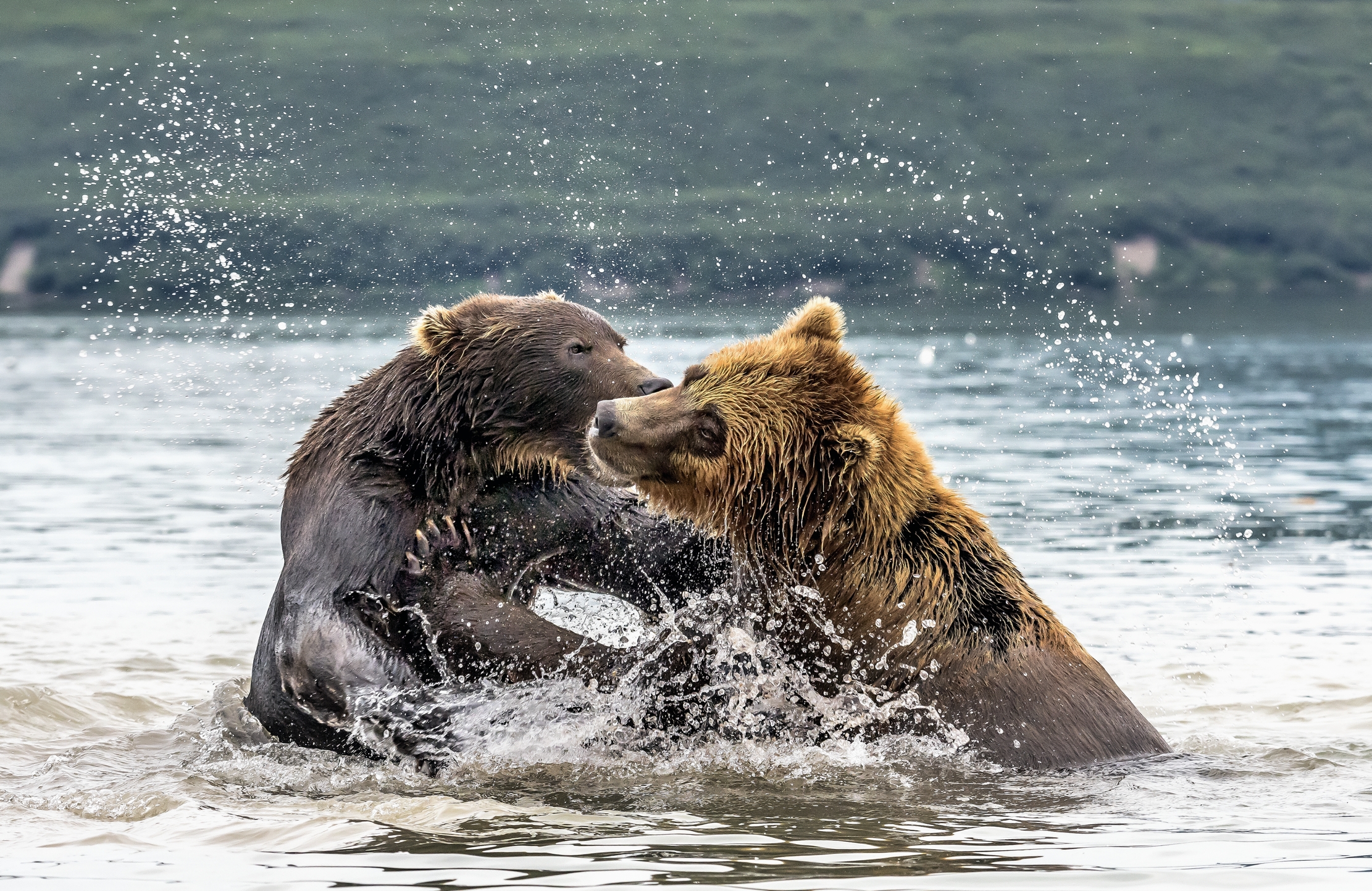 Kamchatka 2016 - Match
