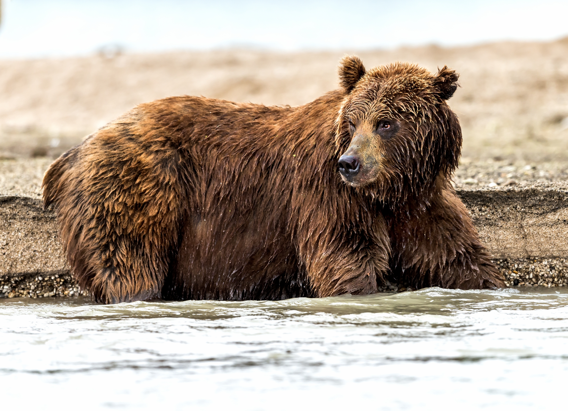 Kamchatka 2016 - Bear