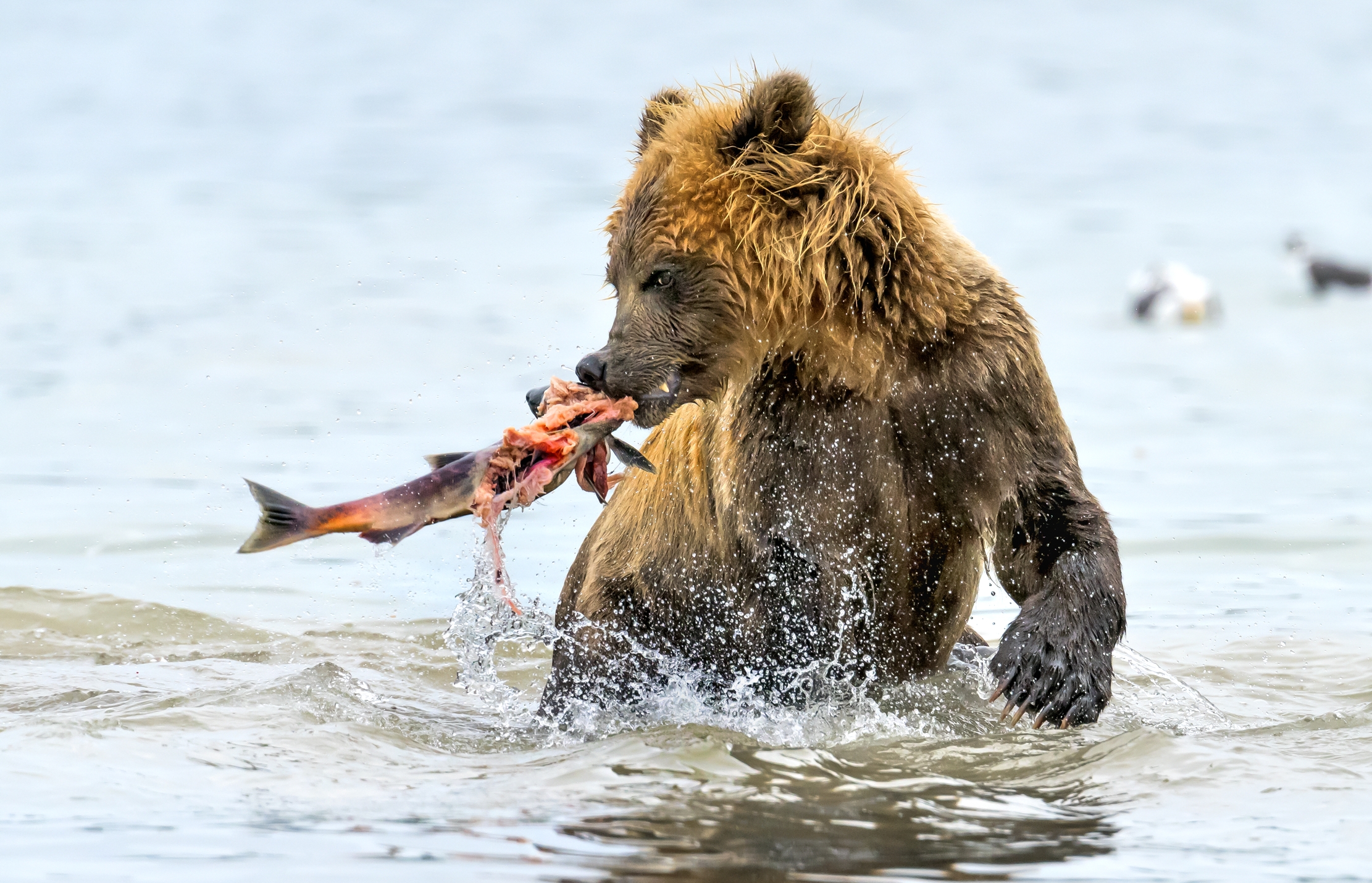 Kamchatka 2016 - Fishing