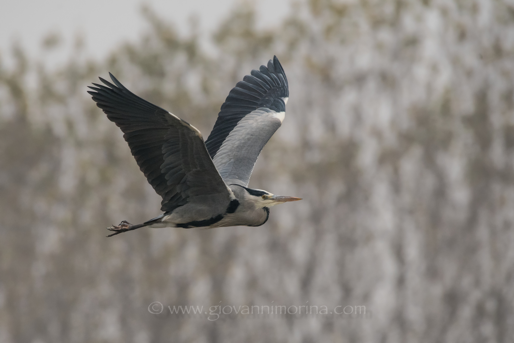 The Flight of the Heron