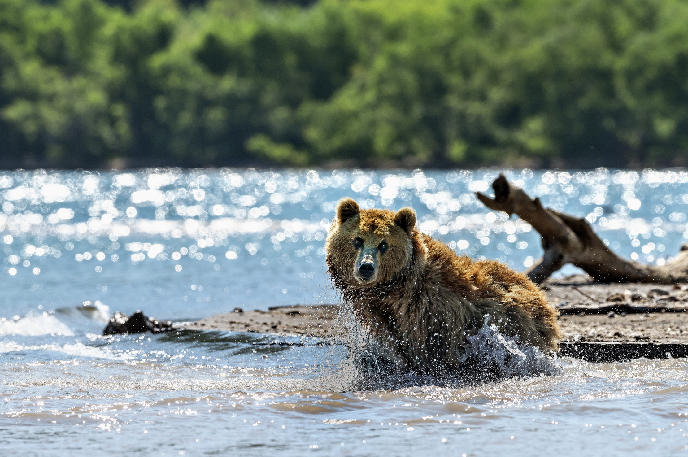 Kamchatka 2016 - Controluce
