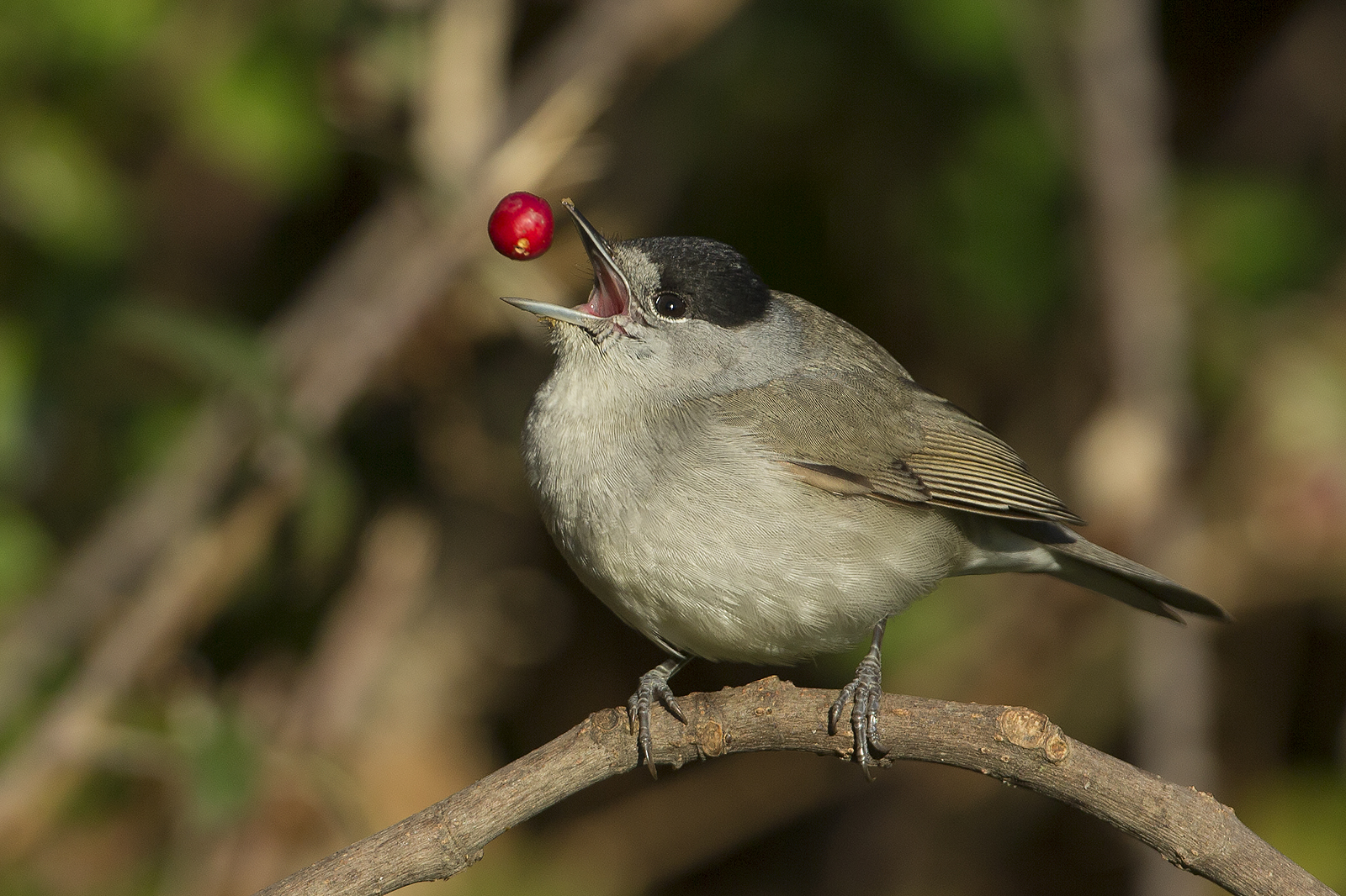 male blackcap