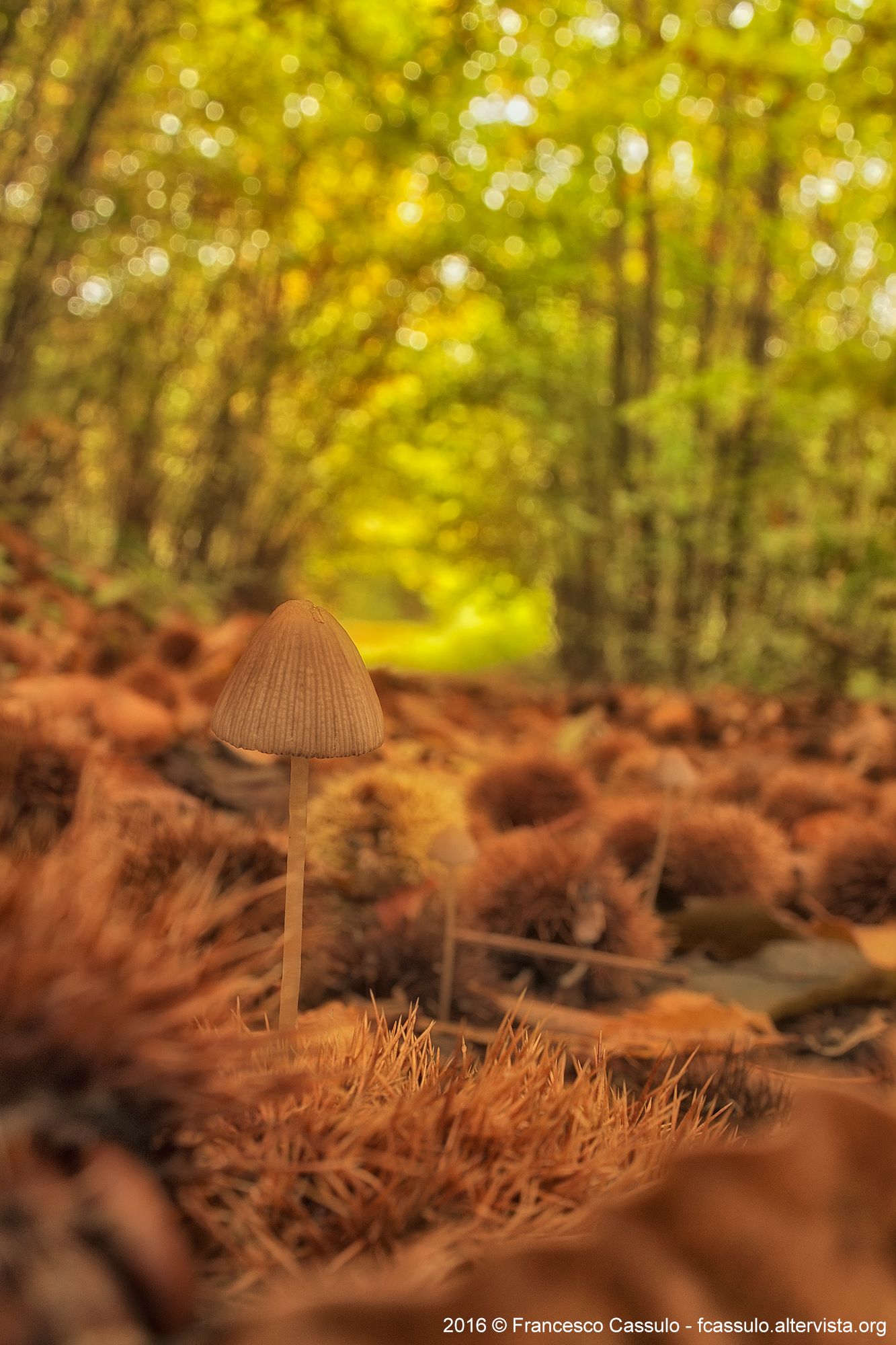 Mycena haematopus (Pers.) P. Kumm.