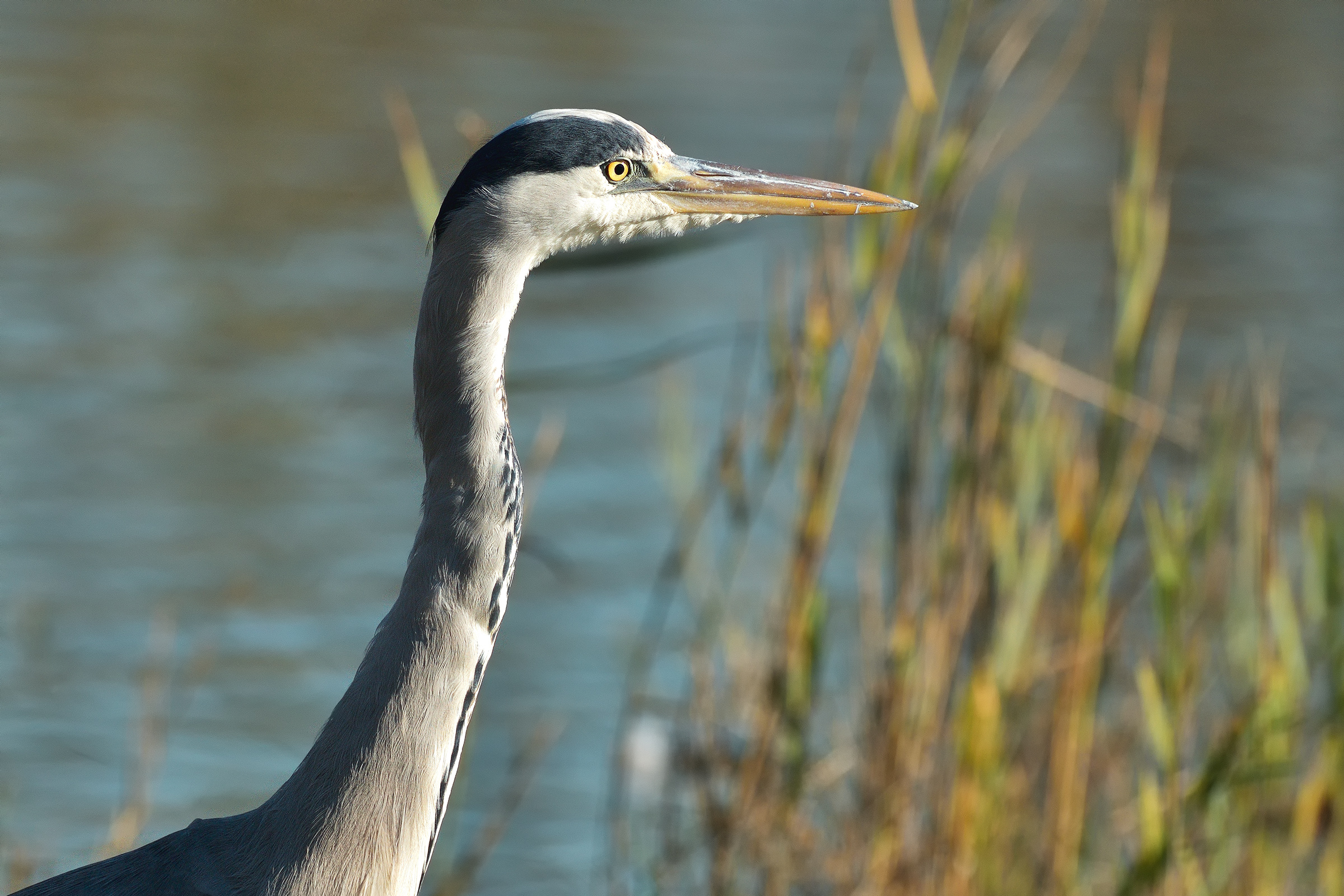 Heron, right profile