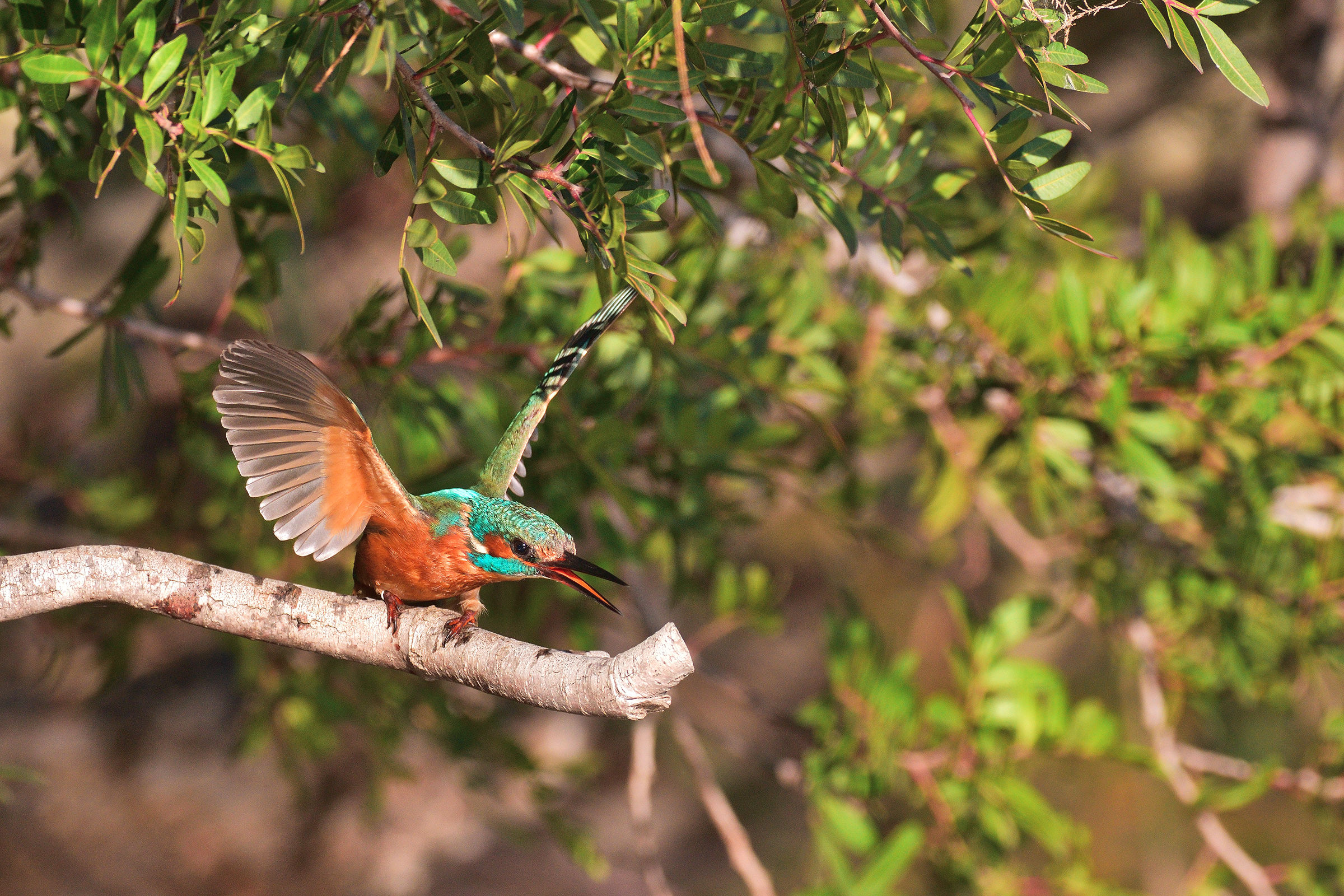 The wings of Martina