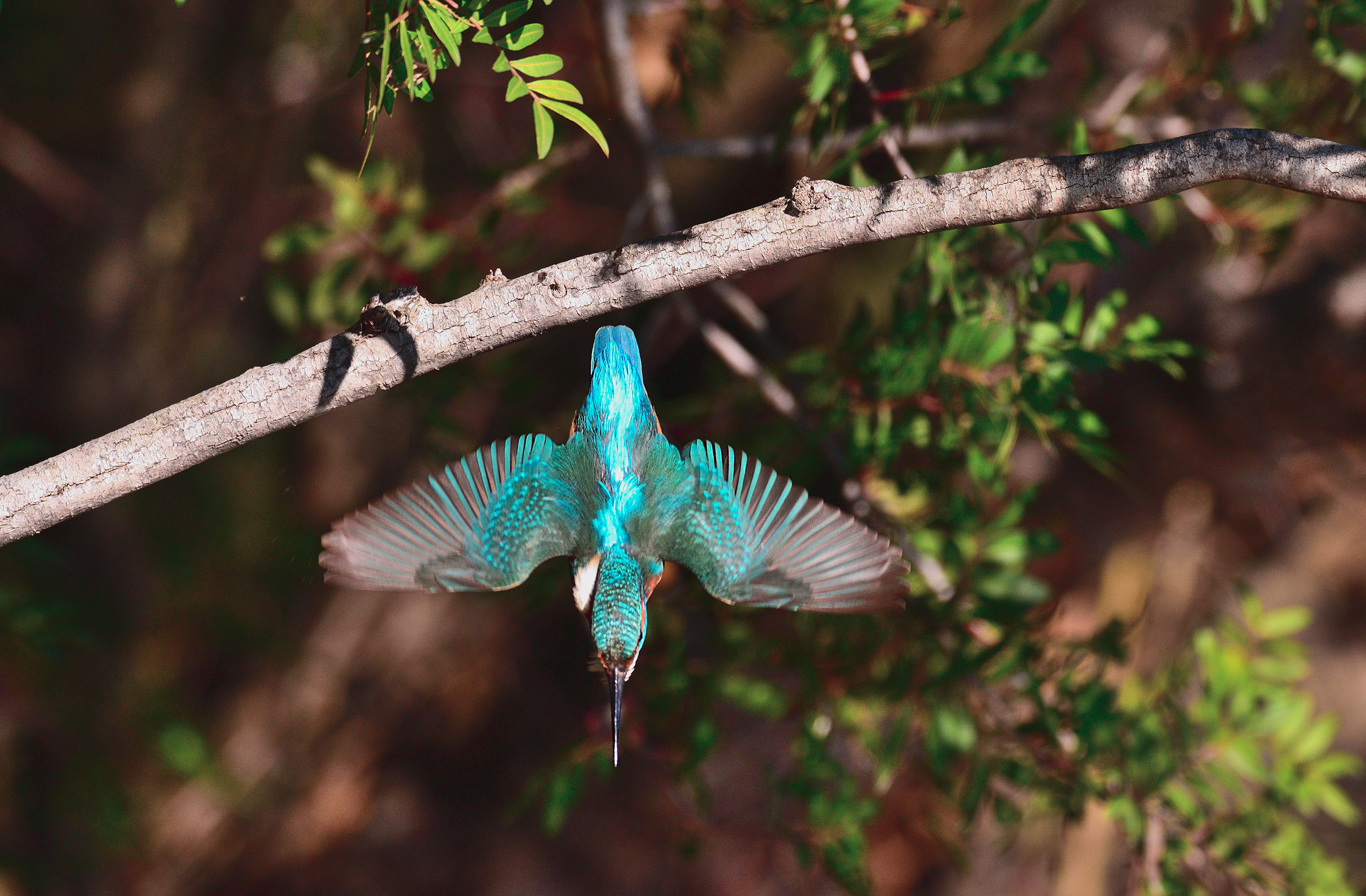 Dive at full throttle.