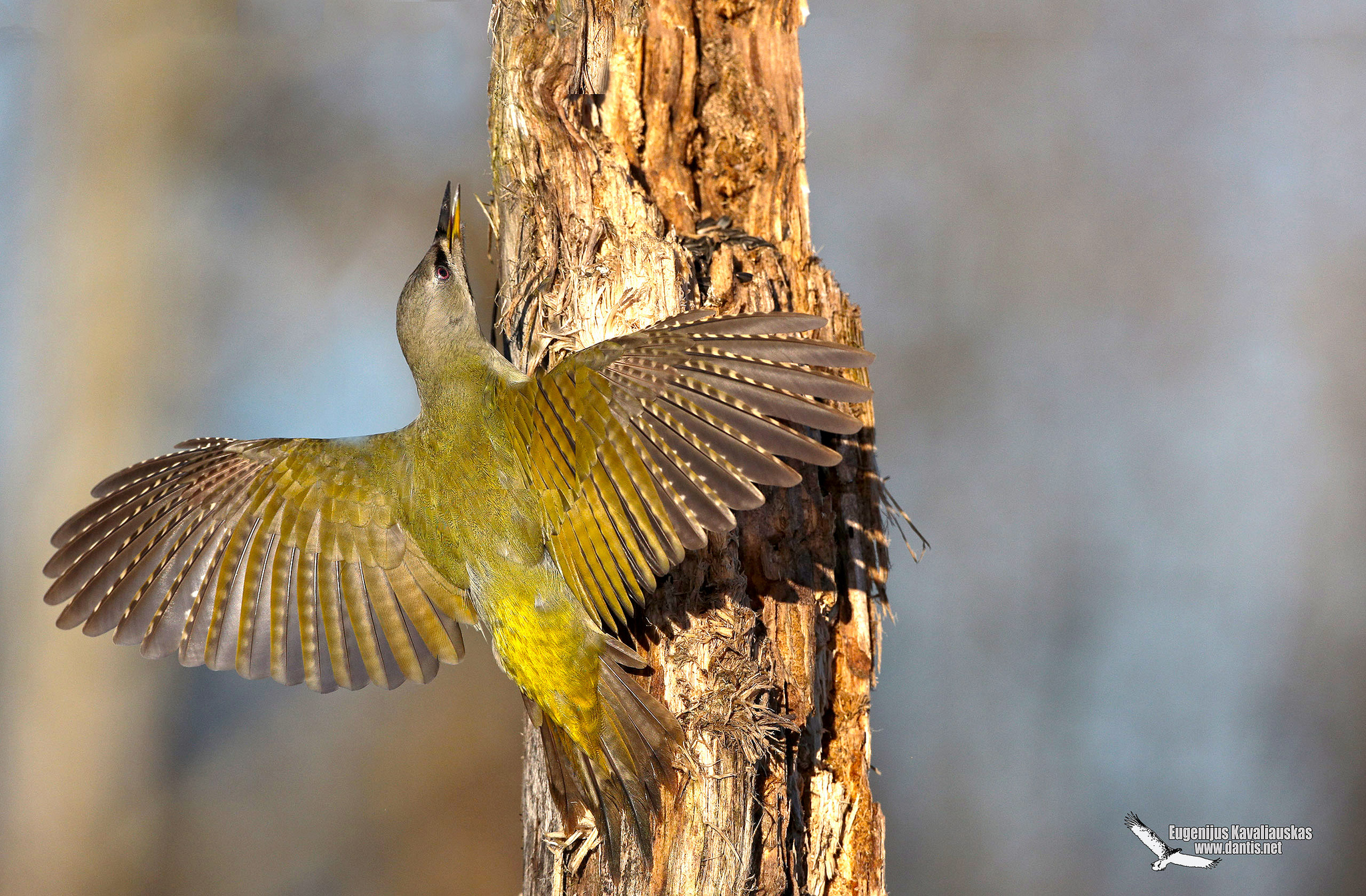 Grey-headed Woodpecker (Picus canus)