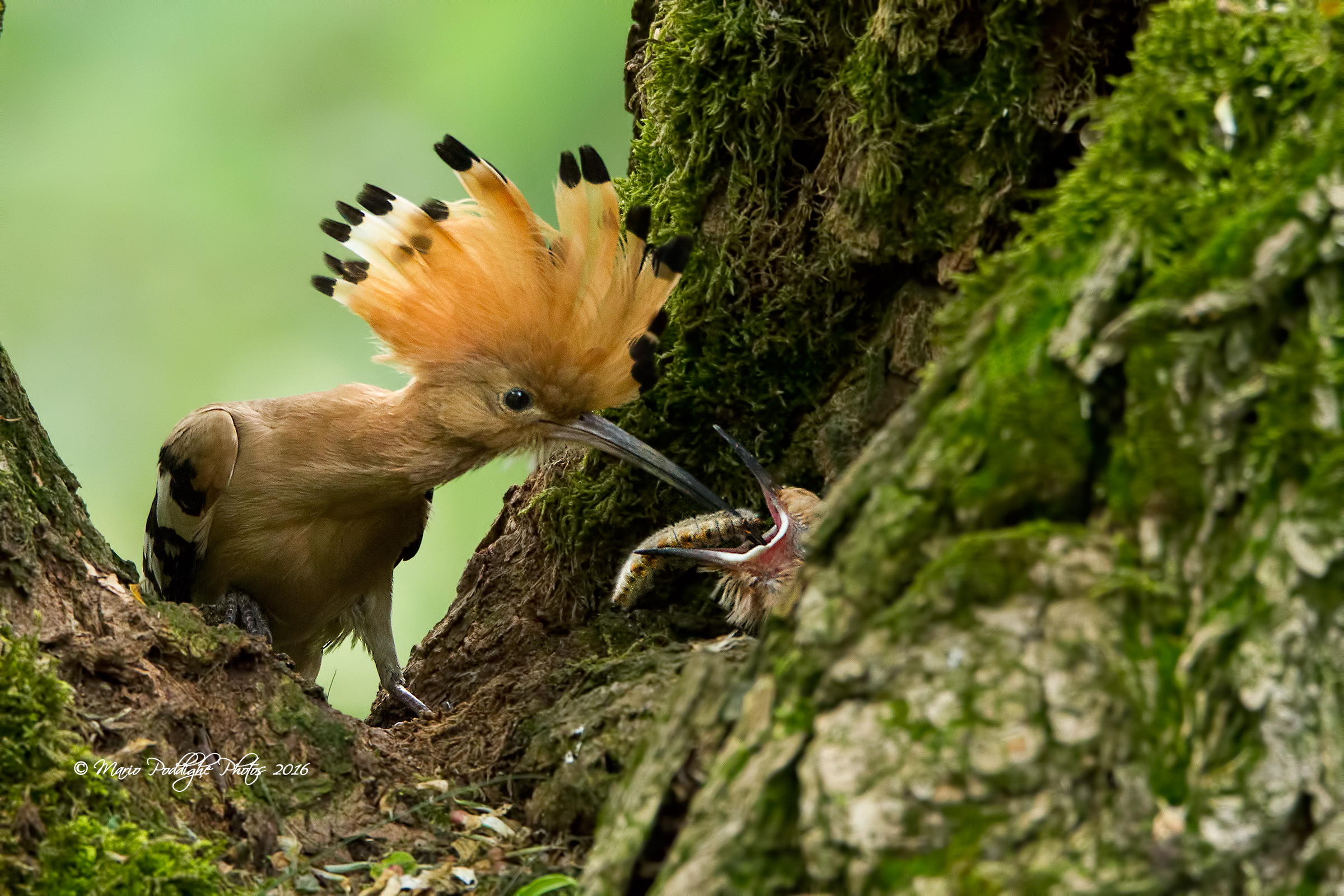 Grow up in a hurry son