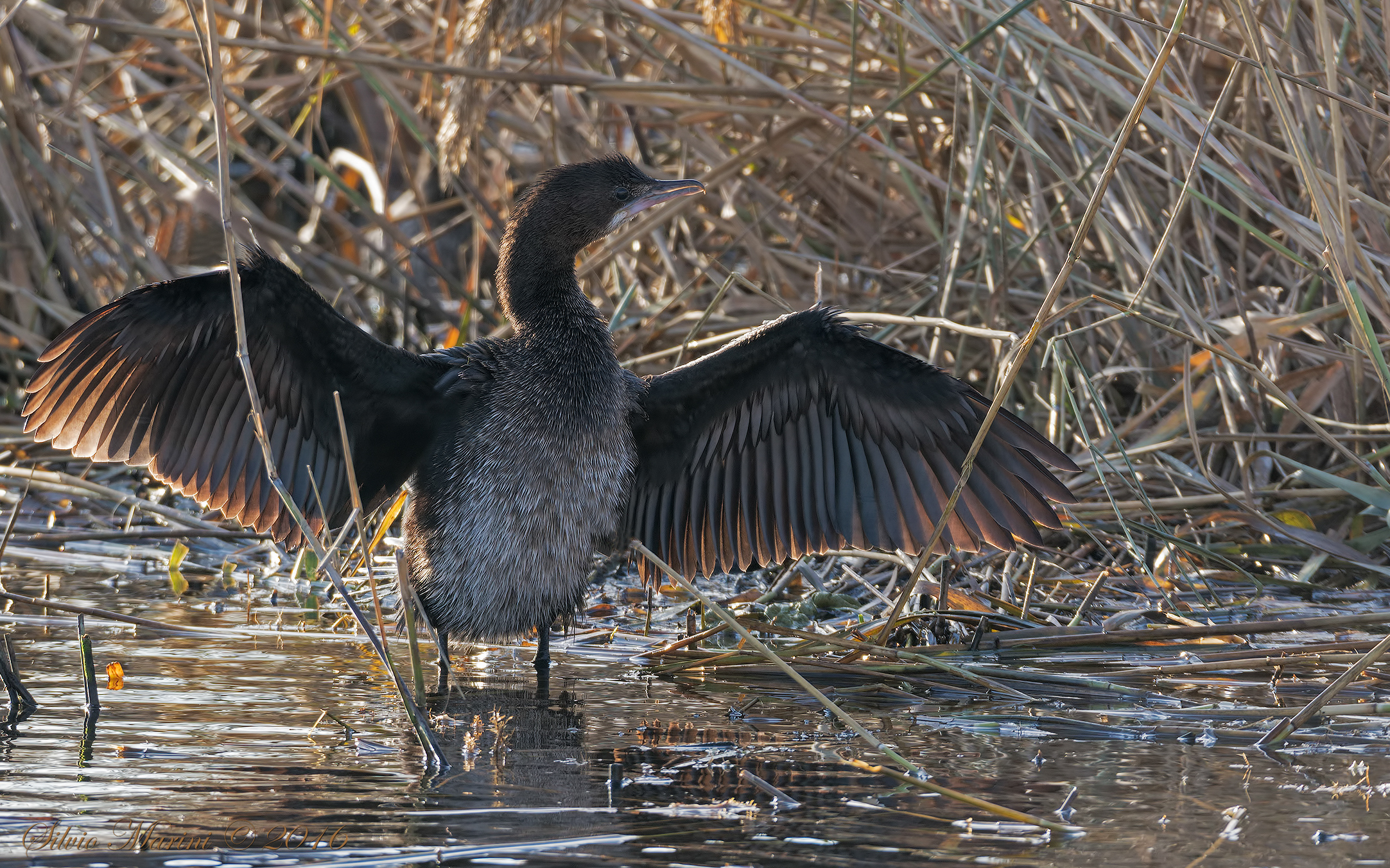 Marangone minore (Phalacrocorax pygmeus) controluce