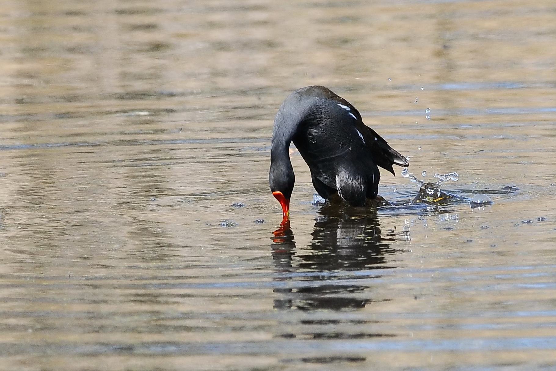 gallinella da tuffo