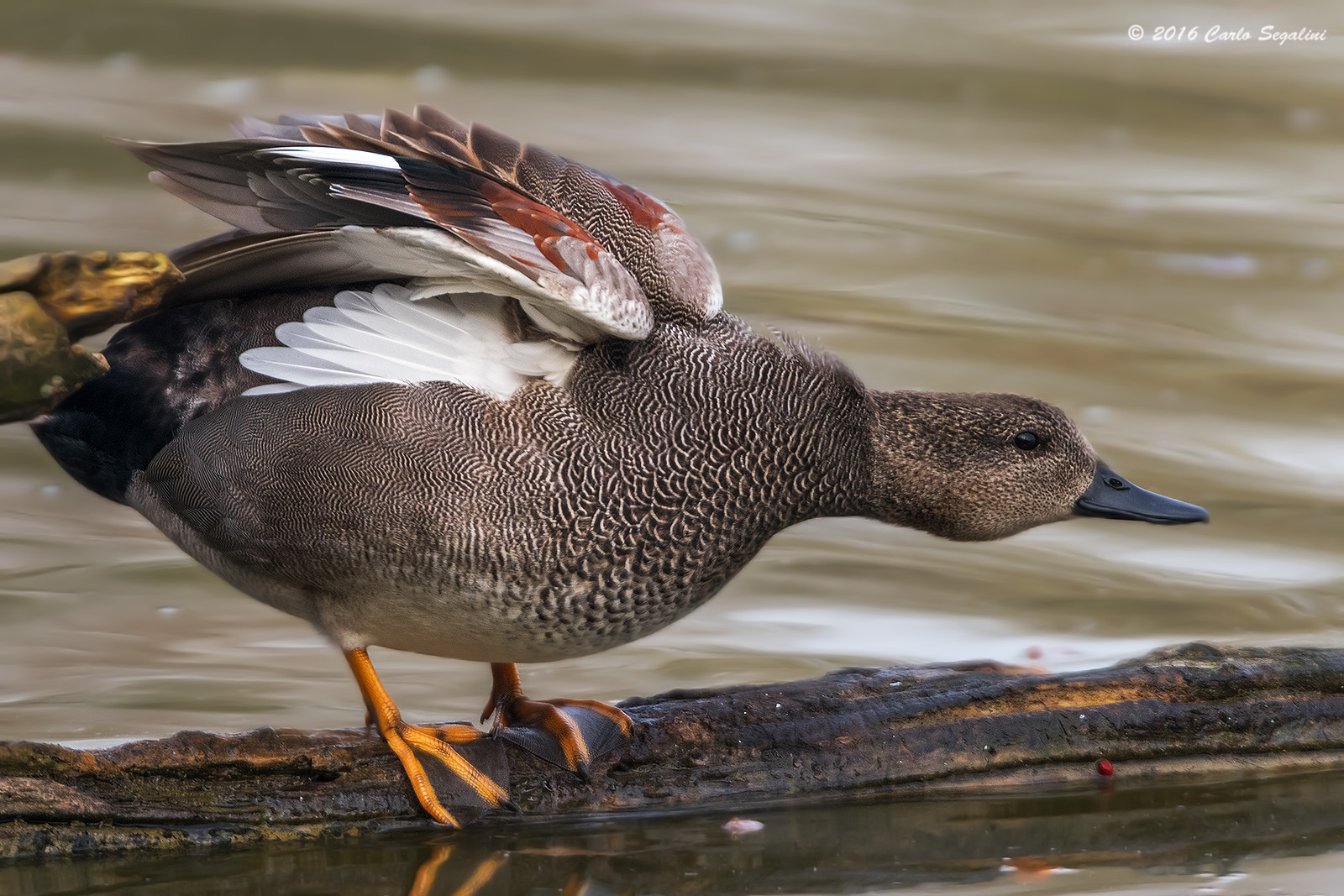 Gadwall male