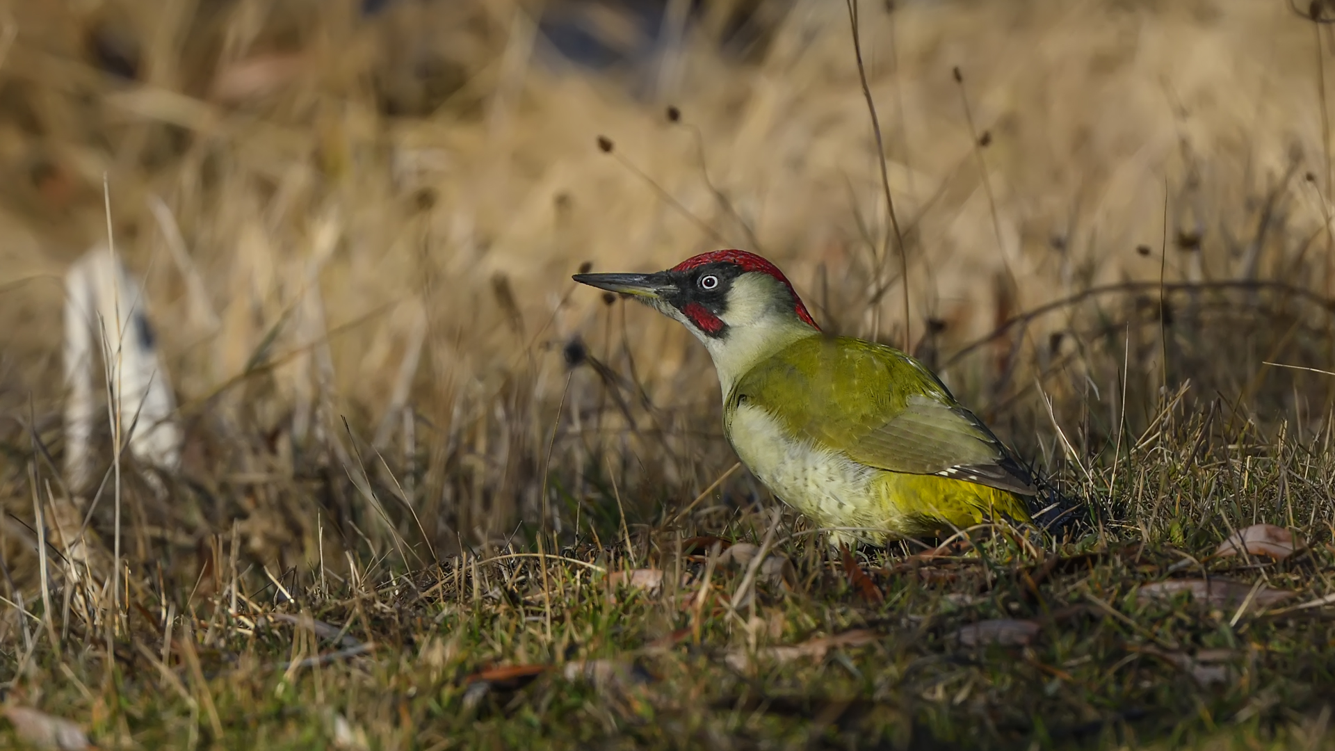 European Green Woodpecker / Picus viridis