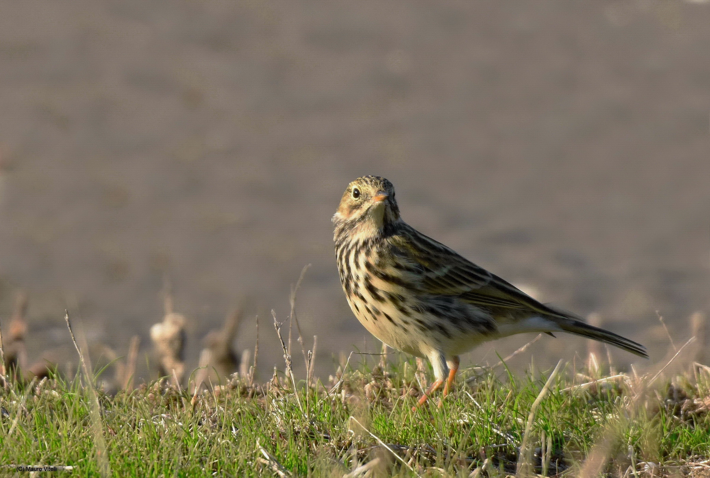 Meadow Pipit (Anthus pratensis)