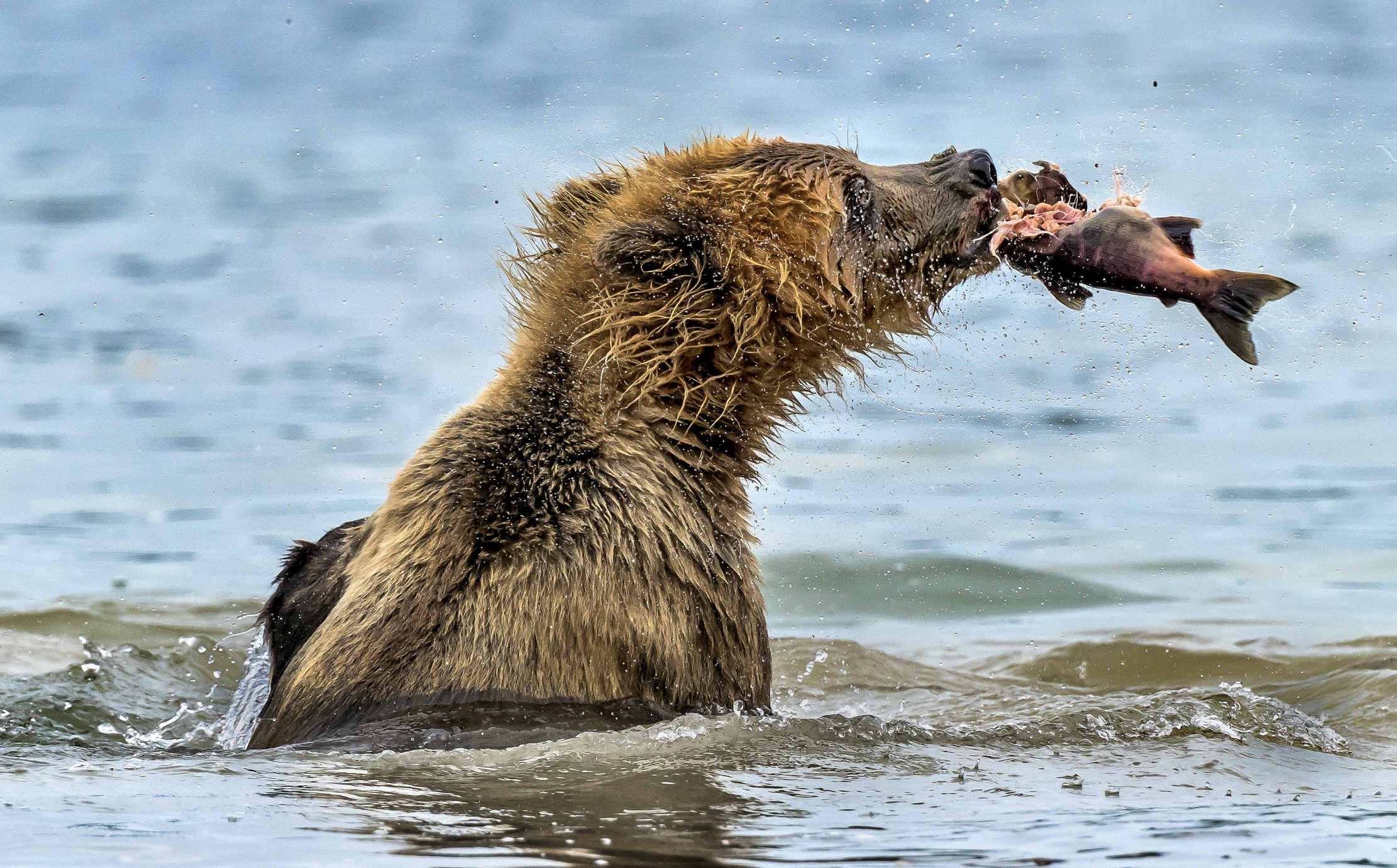 Kamchatka 2016 - Fishing and shaking