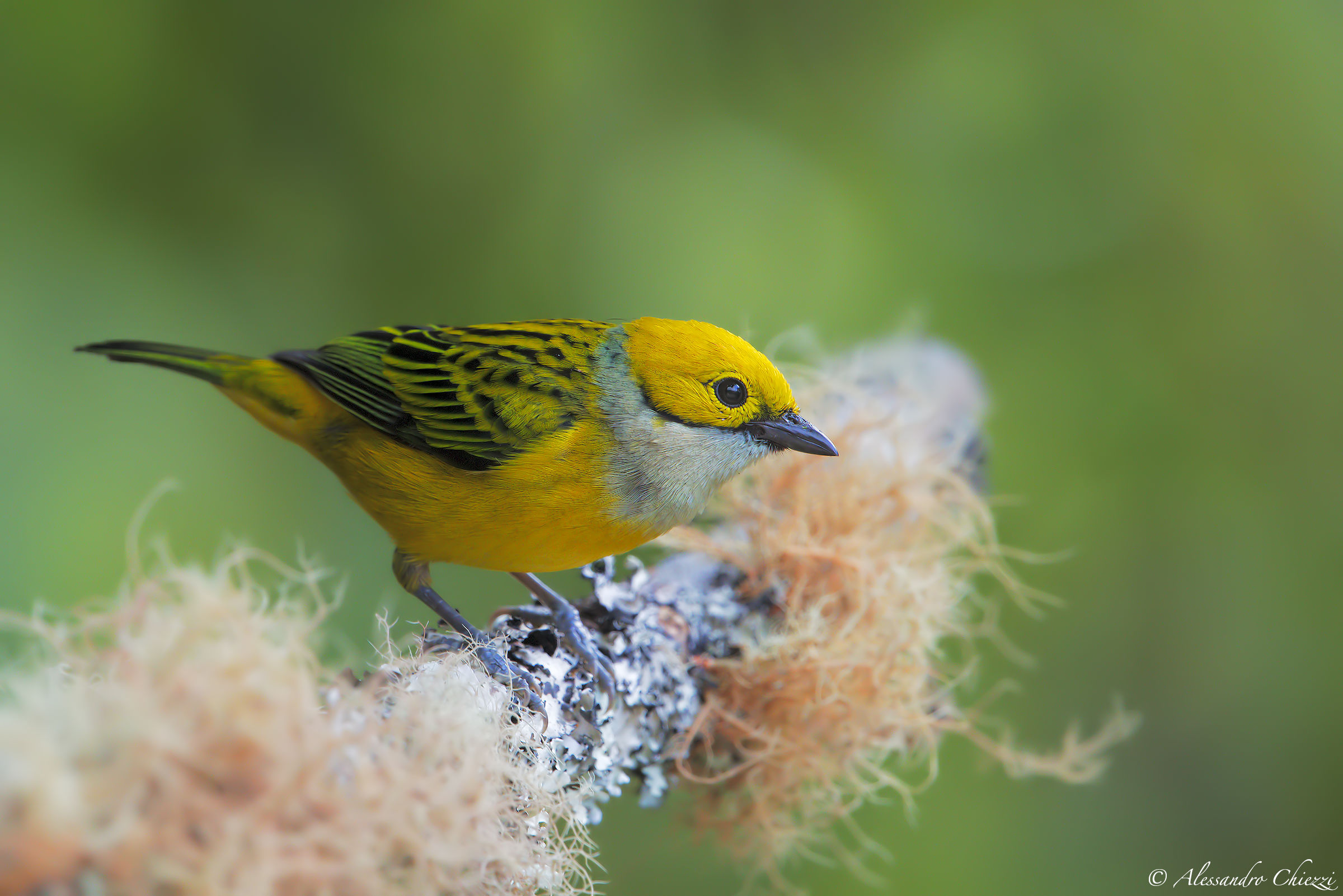 Tangara gialla gola bianca