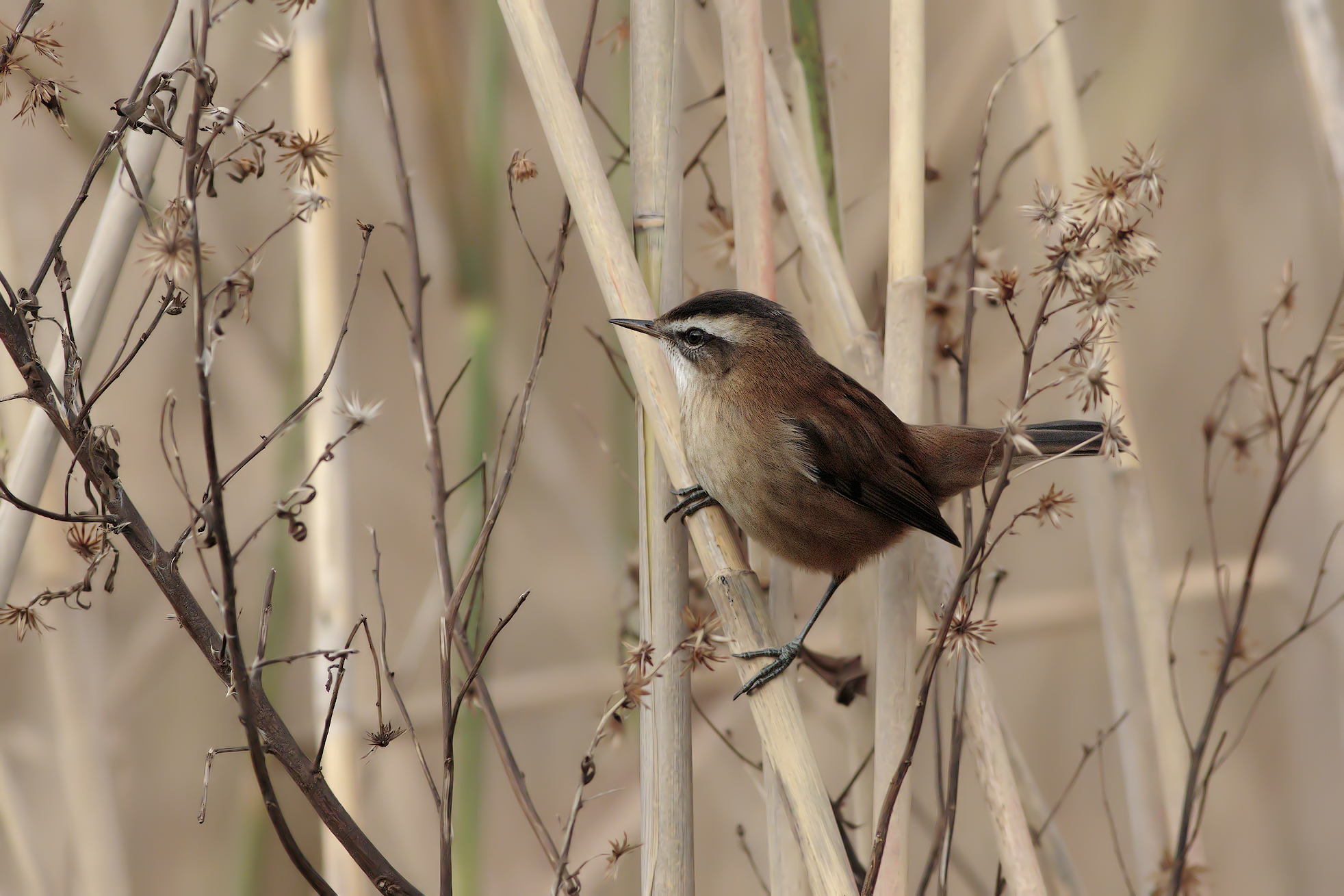 forapaglie Castagnolo